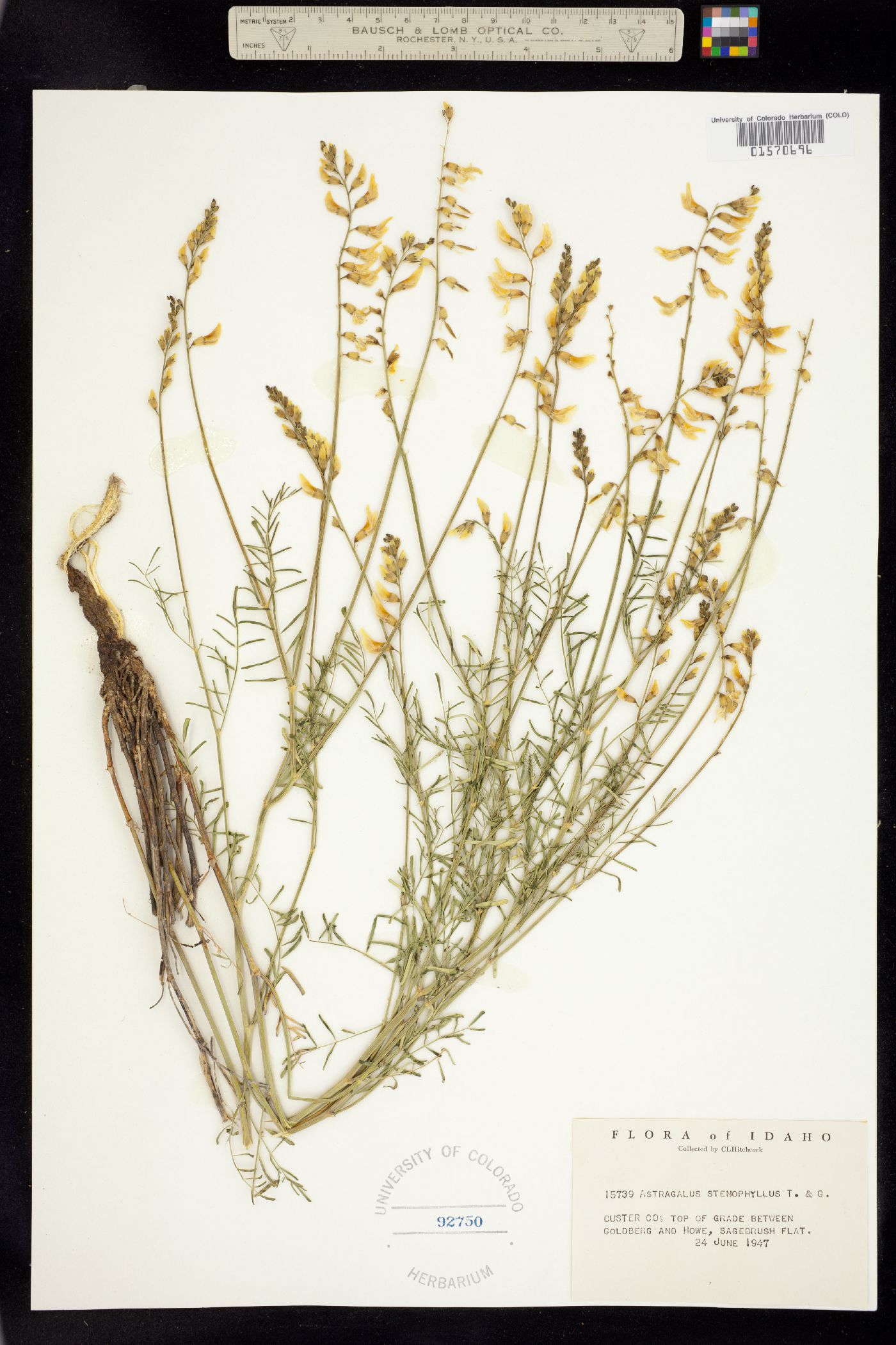 Astragalus filipes image