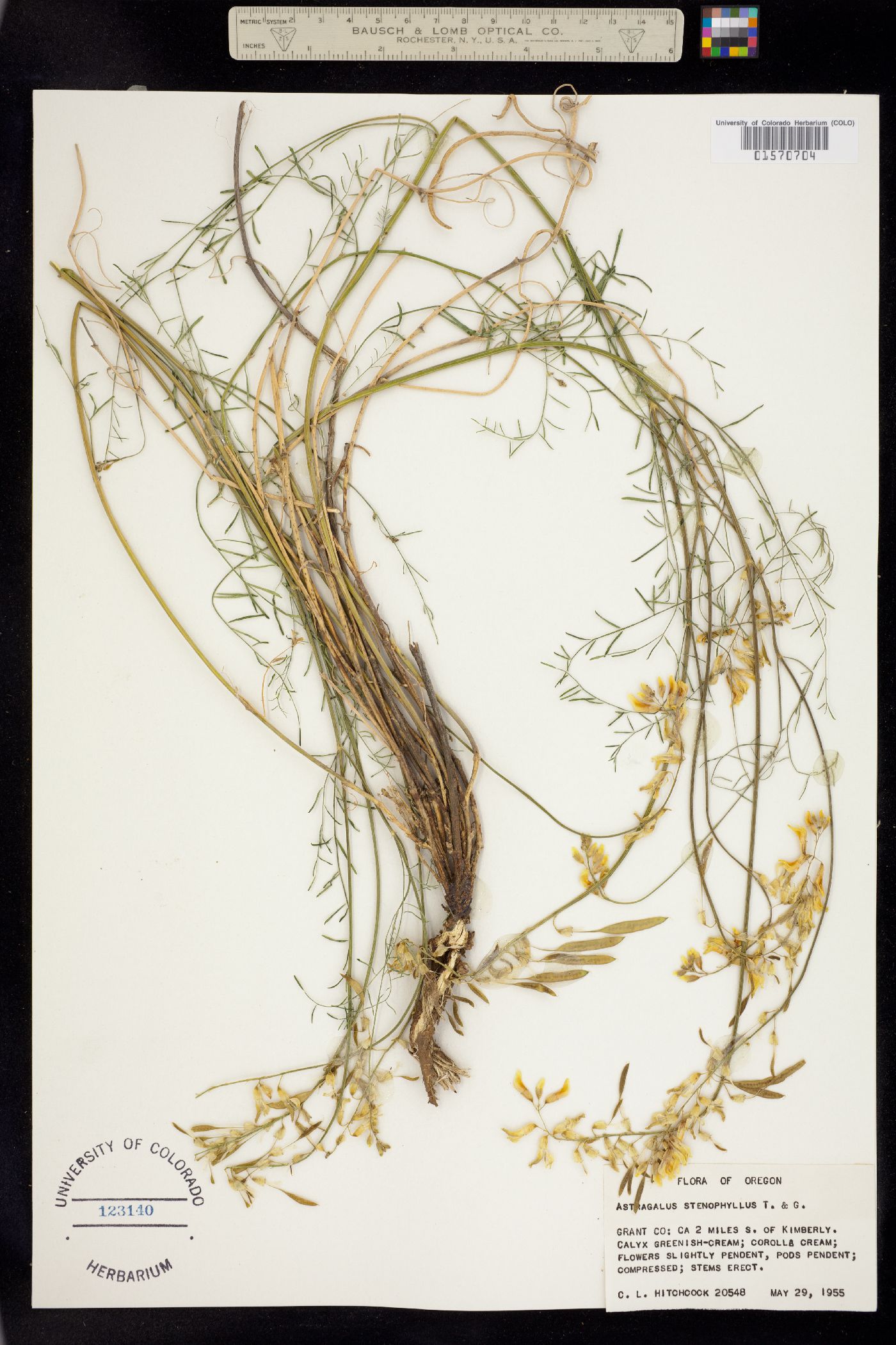 Astragalus filipes image