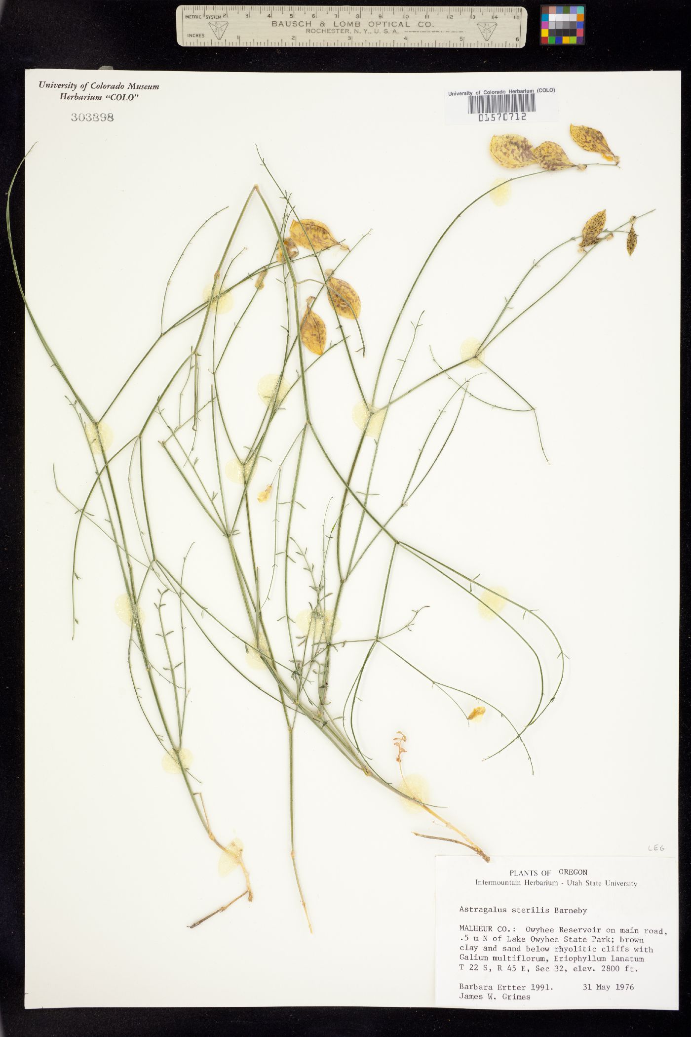 Astragalus cusickii var. sterilis image