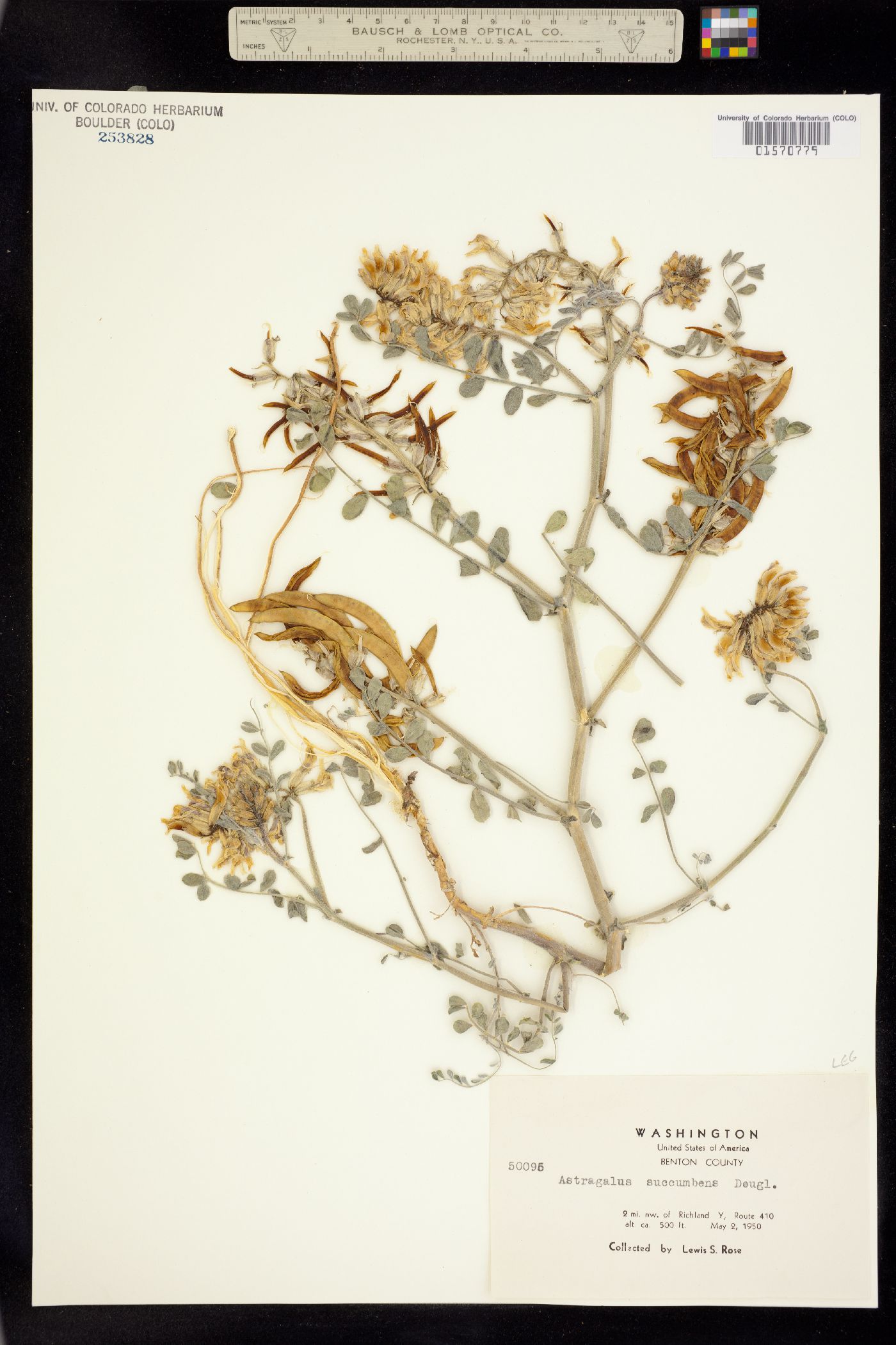 Astragalus succumbens image