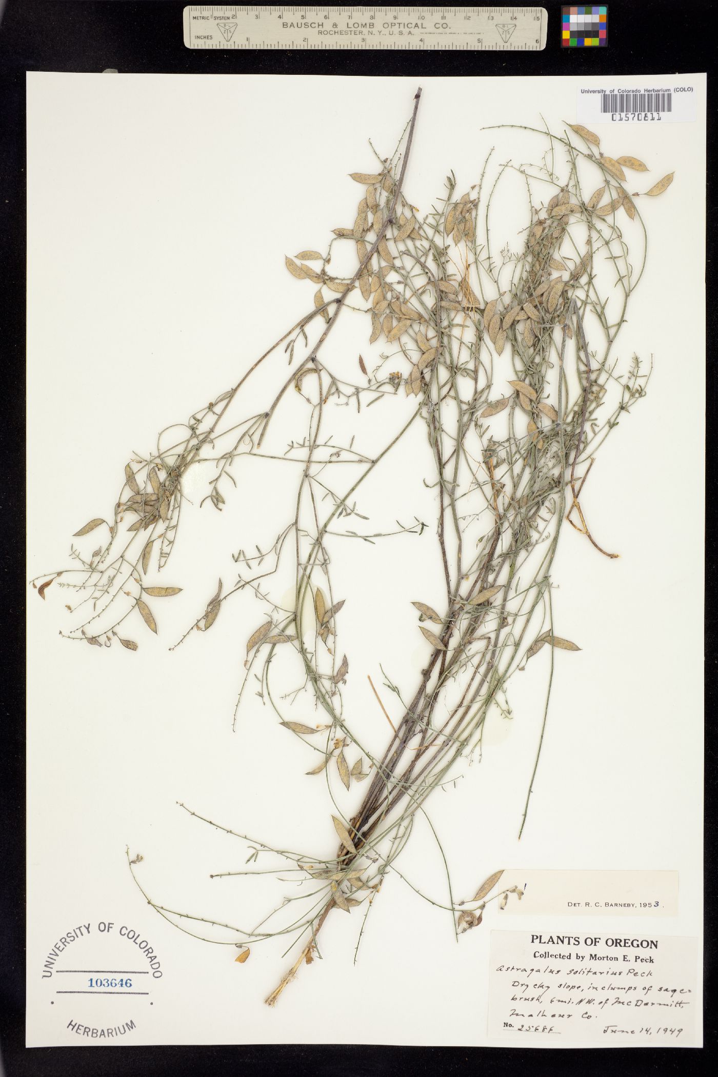 Astragalus solitarius image