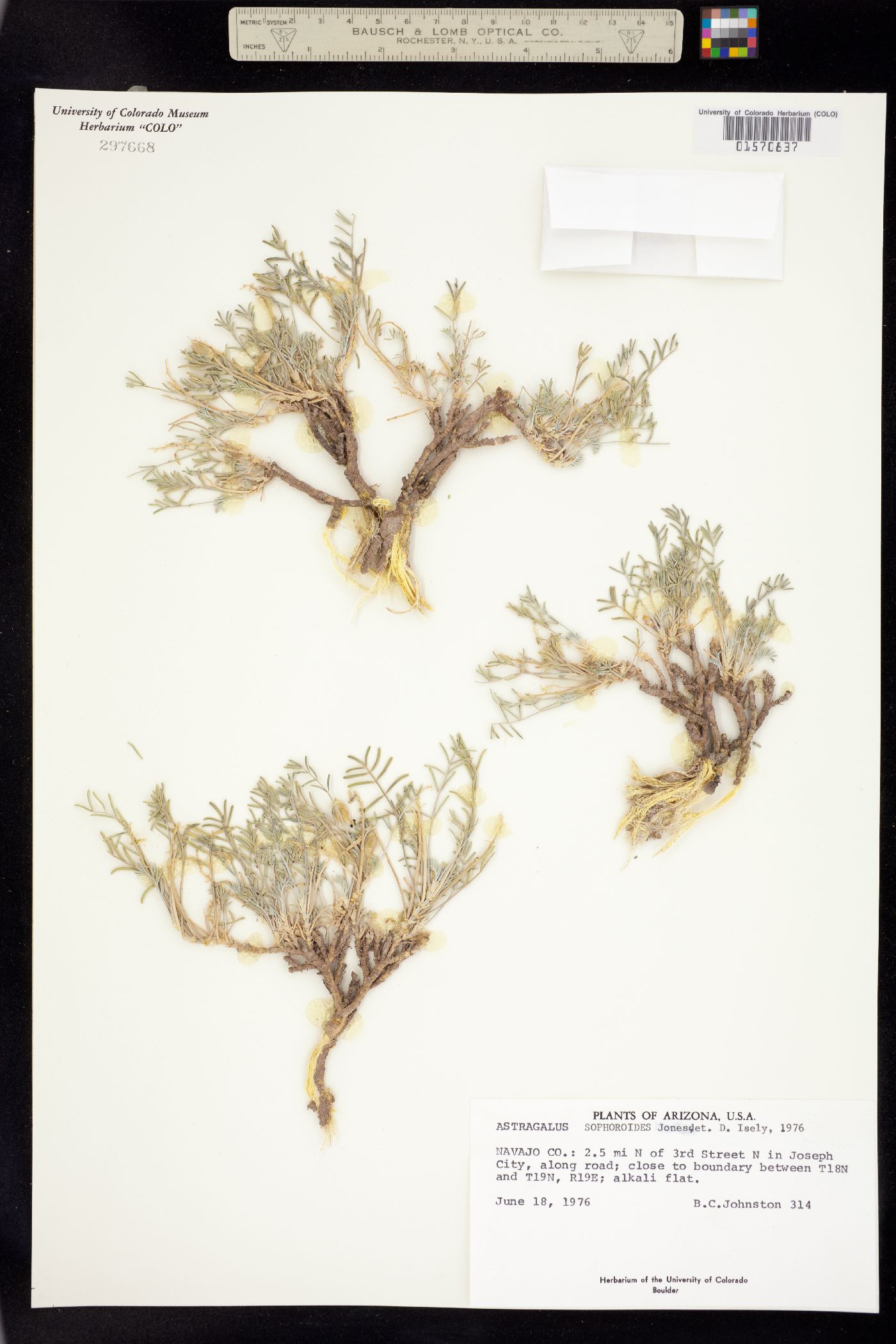 Astragalus sophoroides image