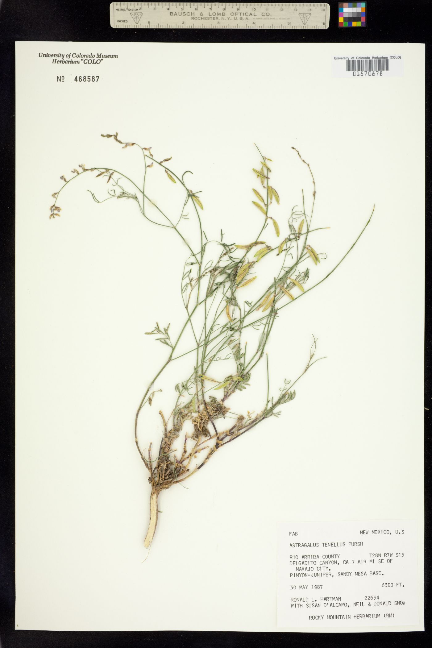 Astragalus image