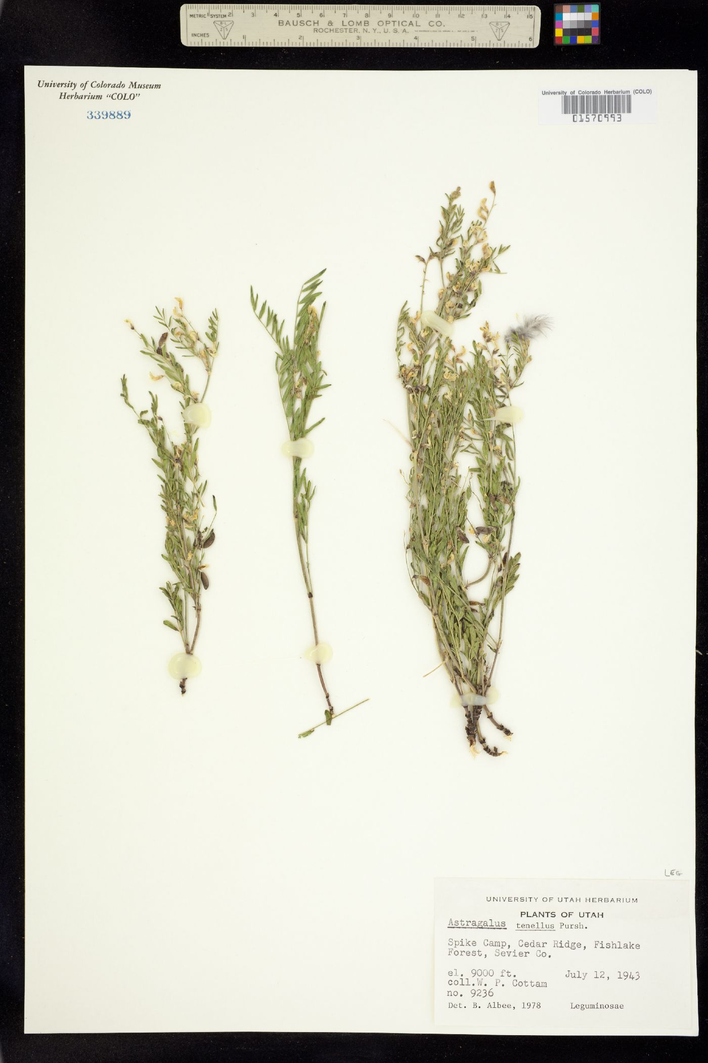 Astragalus multiflorus image