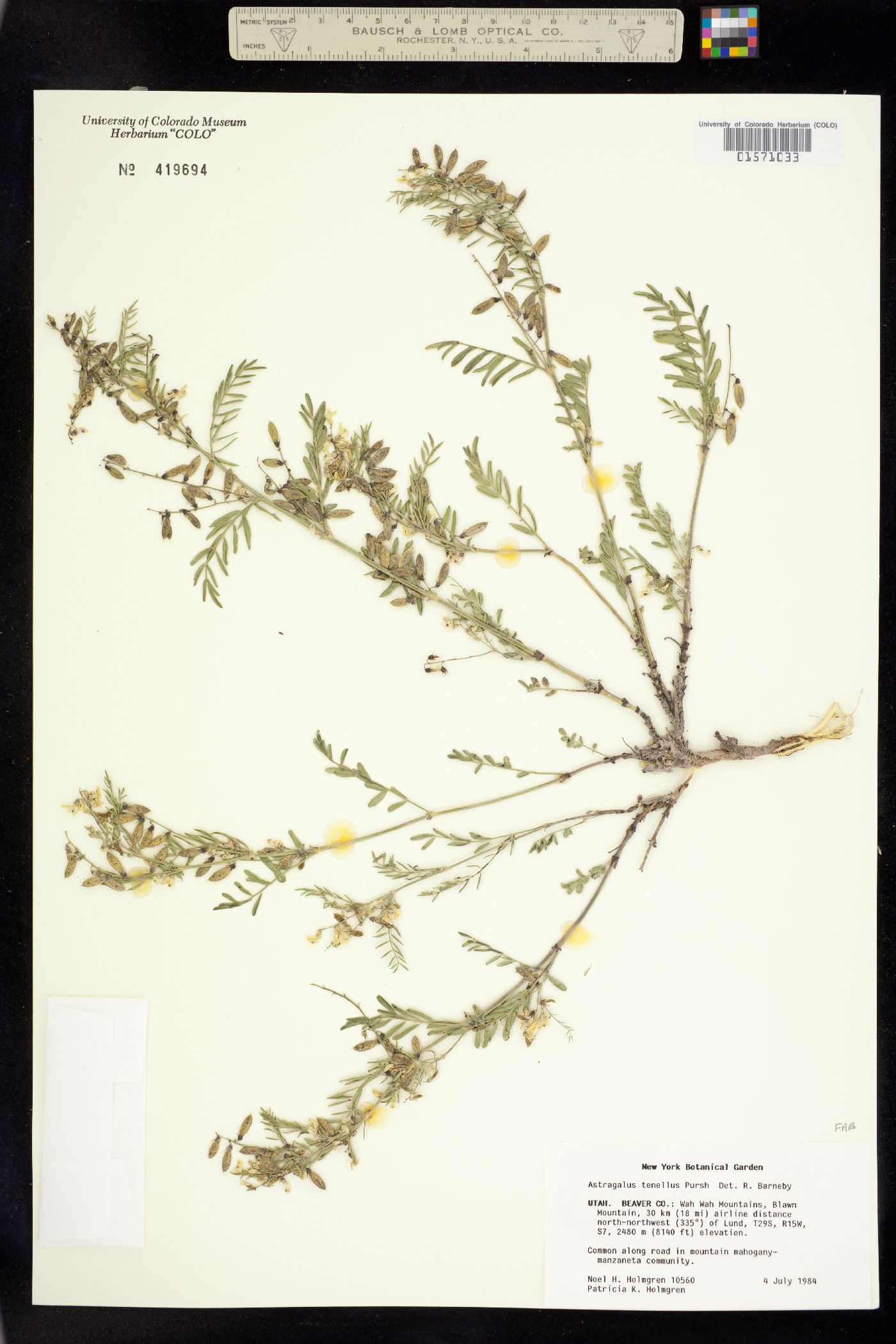 Astragalus multiflorus image