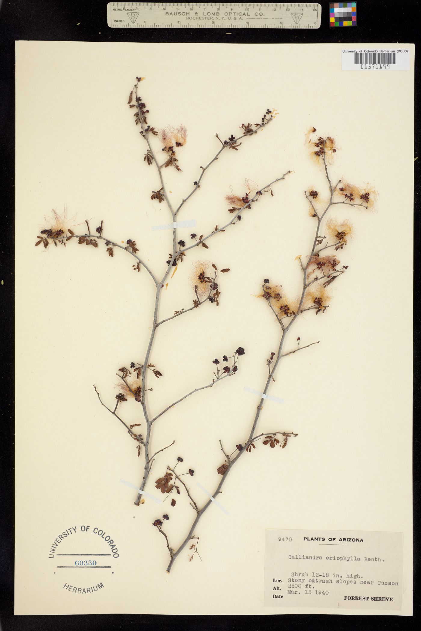 Calliandra eriophylla image