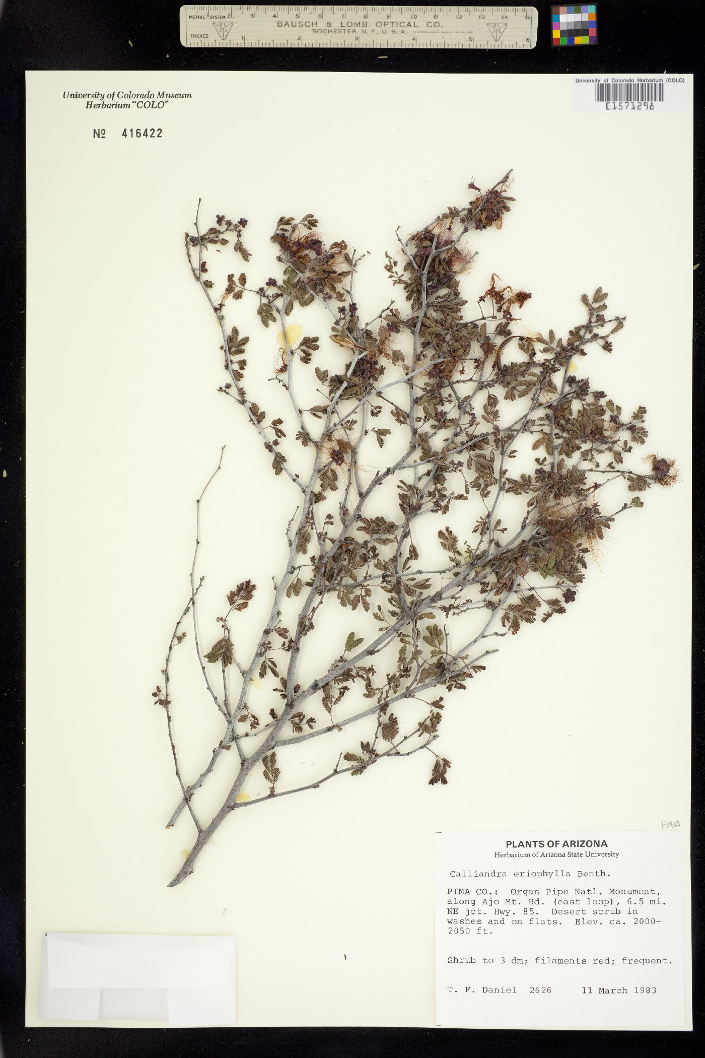 Calliandra eriophylla image