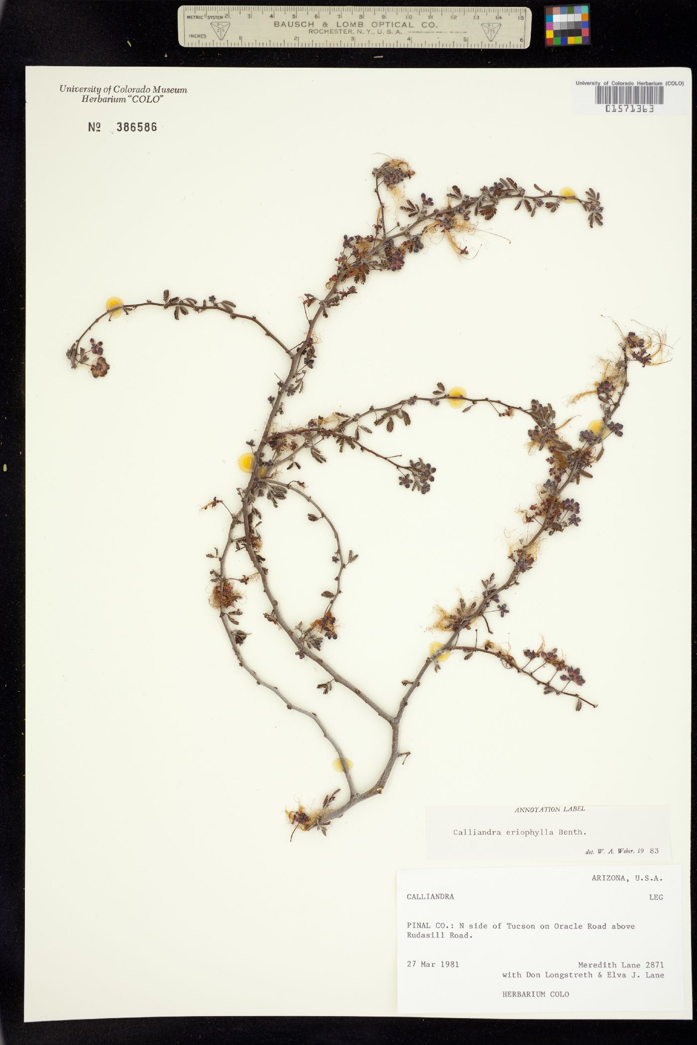 Calliandra eriophylla image