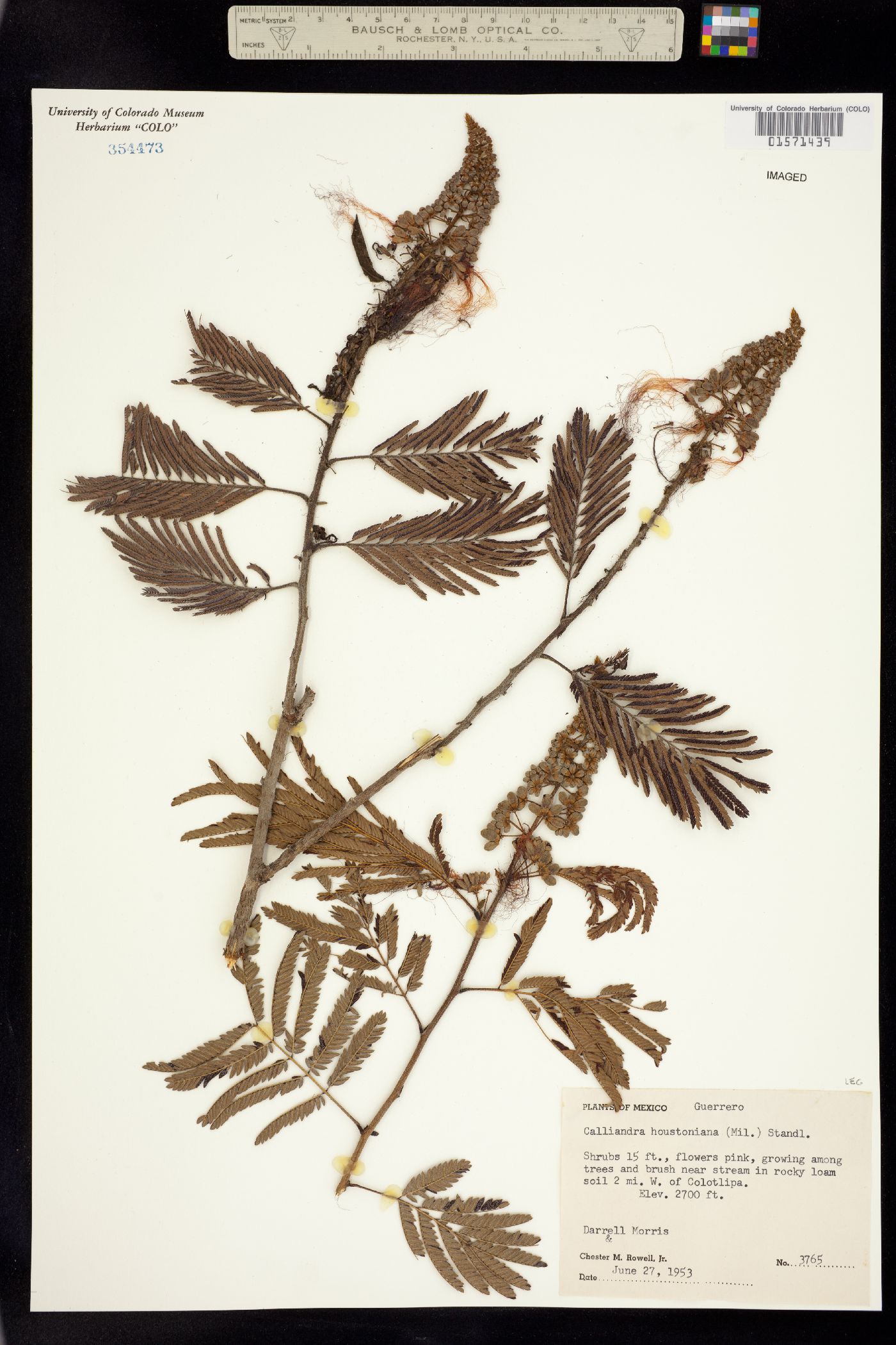 Calliandra houstoniana image