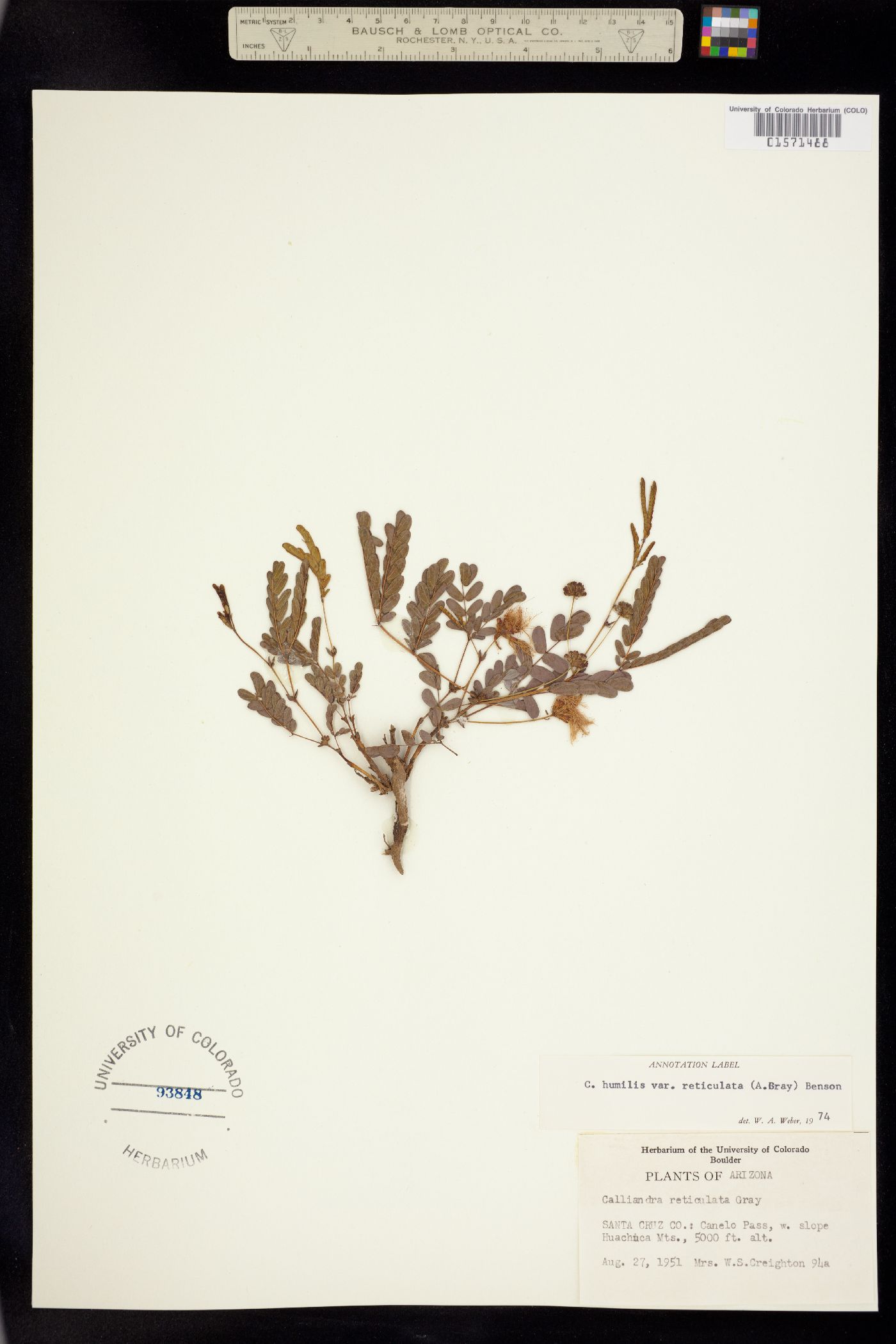 Calliandra humilis image
