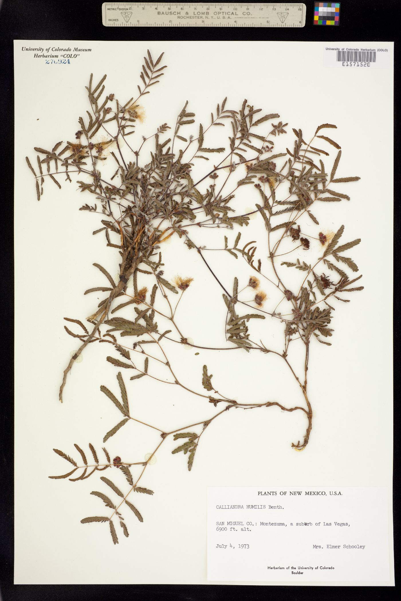 Calliandra humilis image