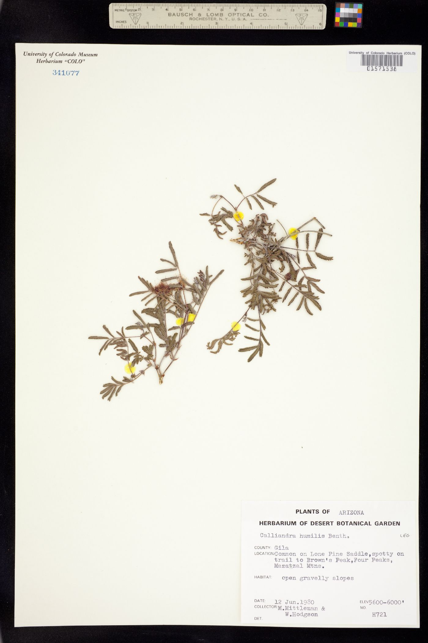 Calliandra humilis image
