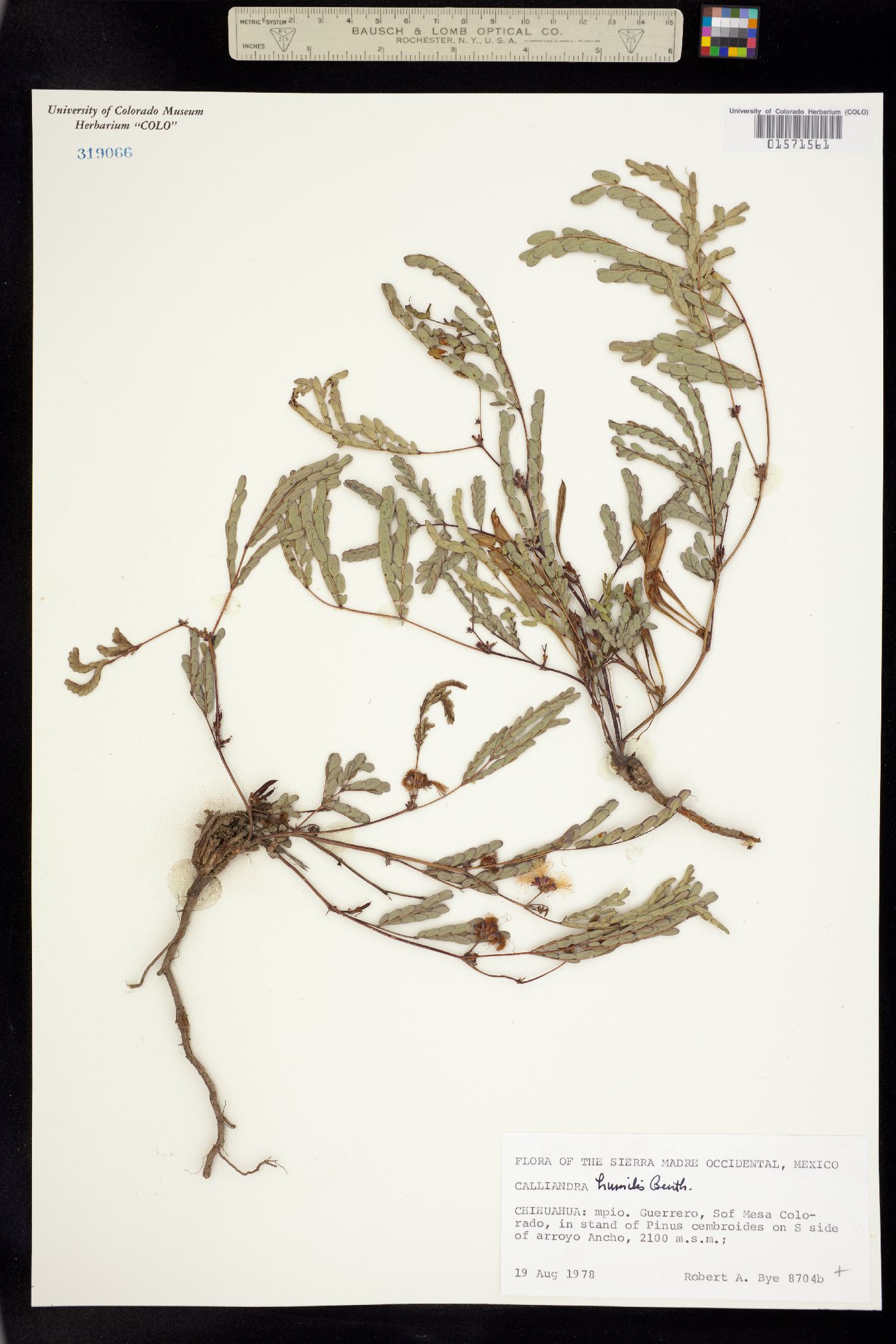 Calliandra humilis image