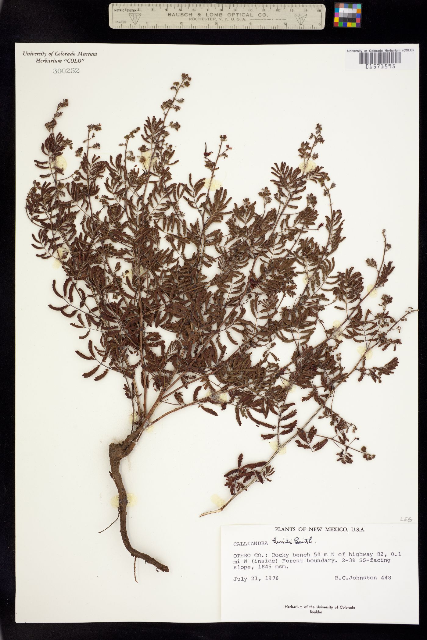 Calliandra humilis image