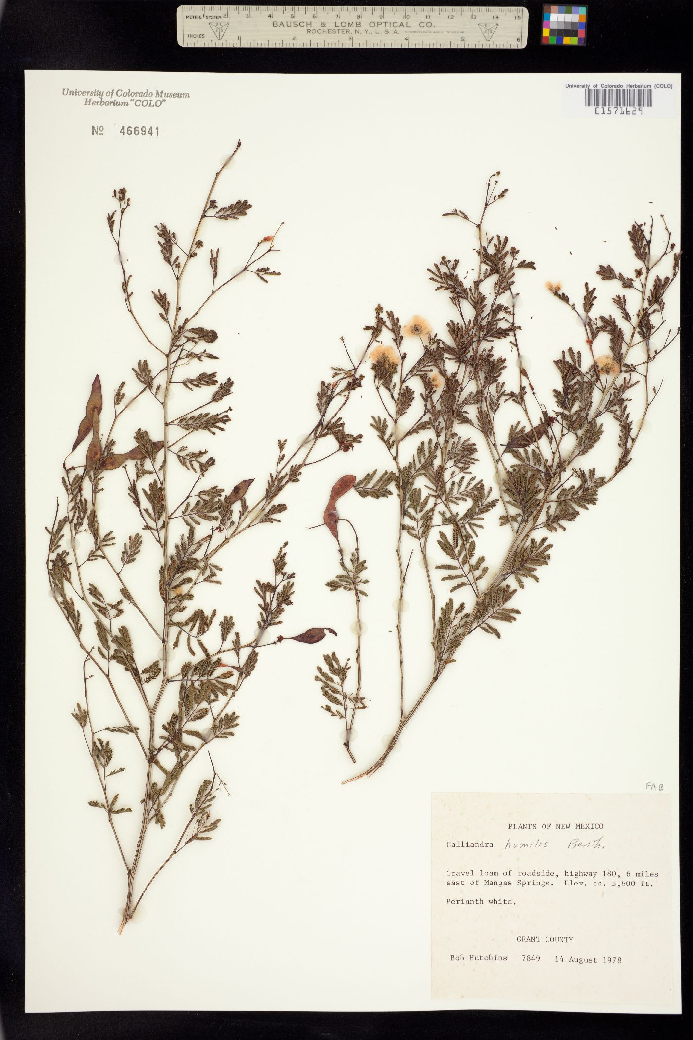 Calliandra humilis image