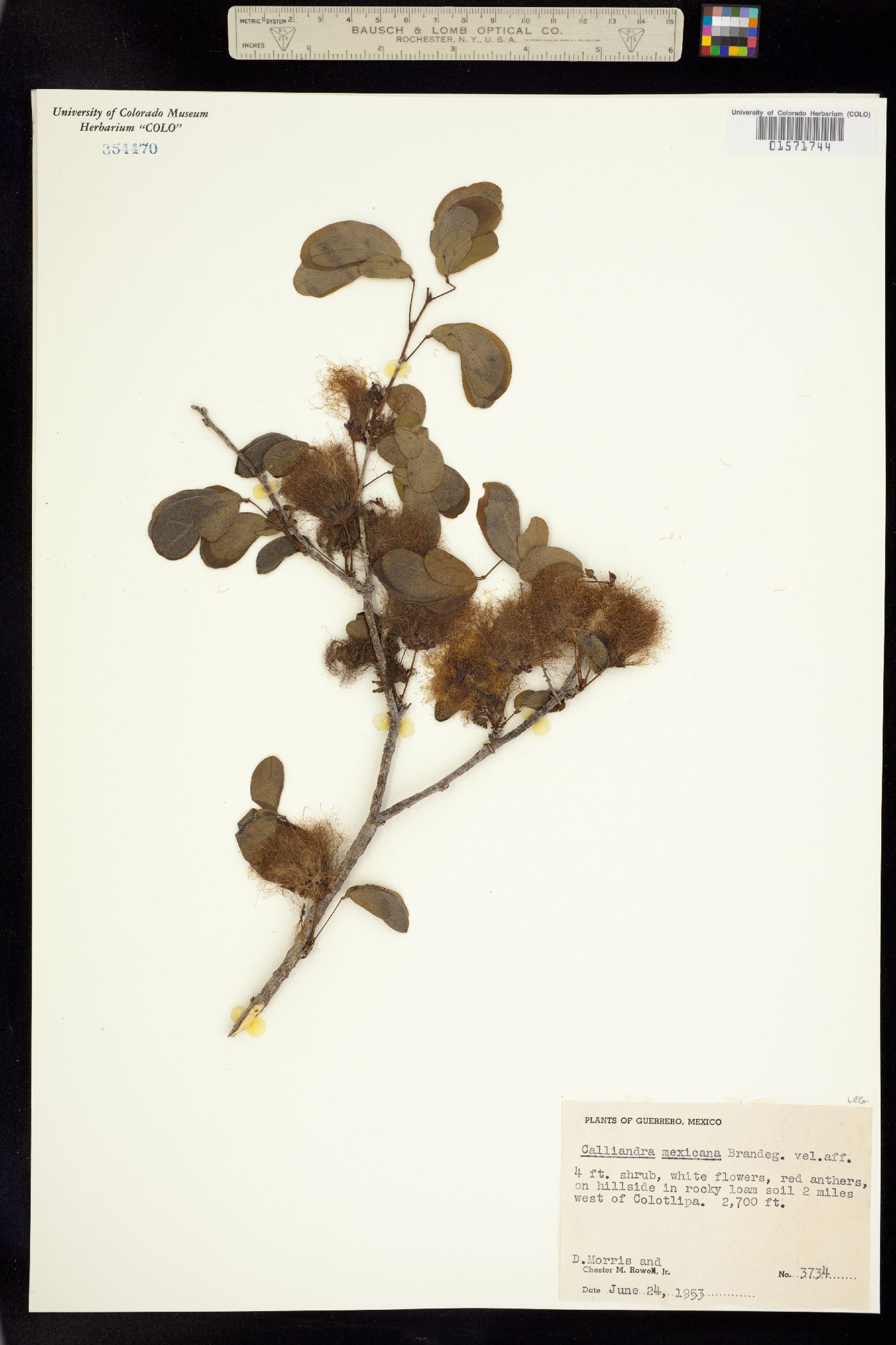 Calliandra tergemina var. emarginata image