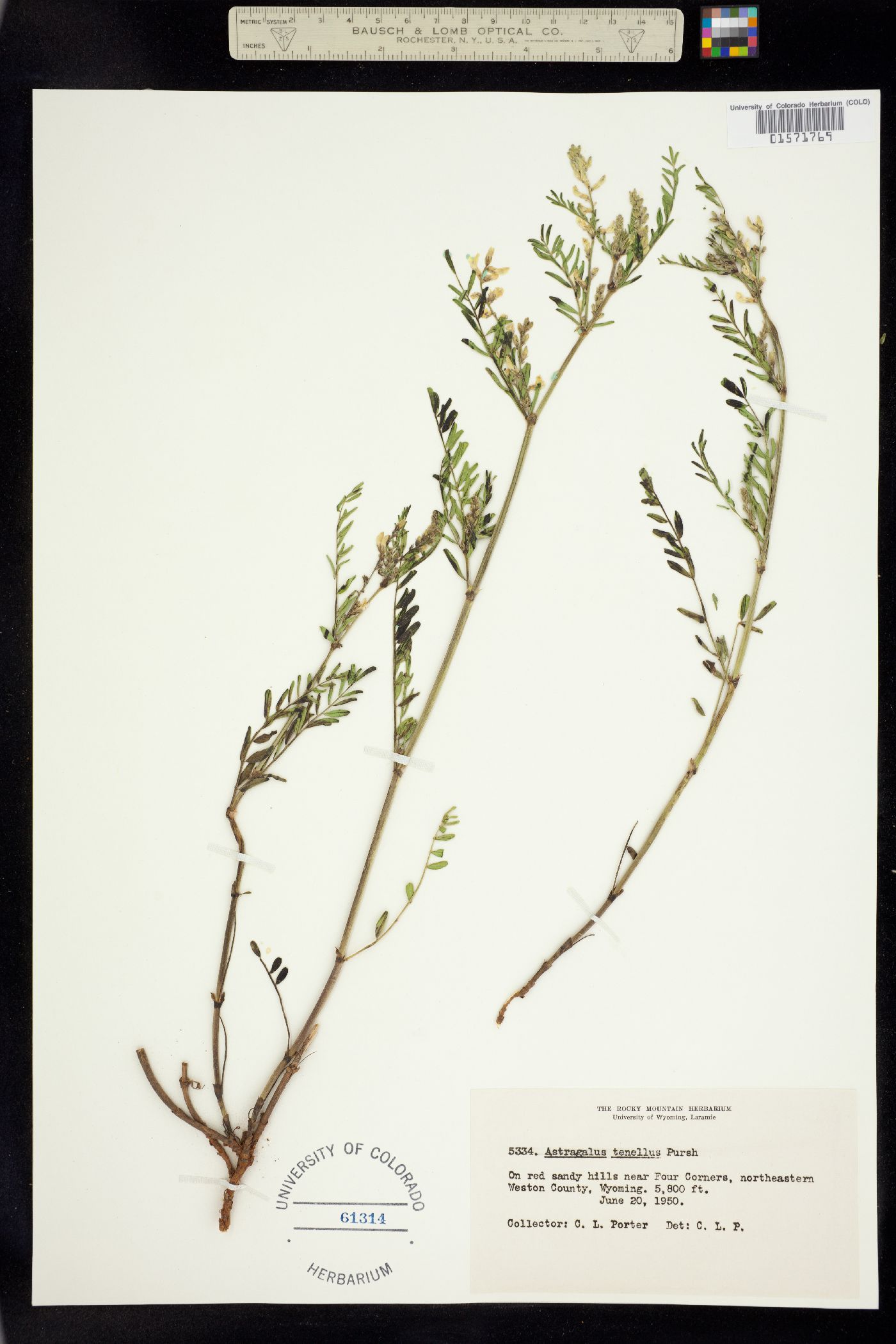 Astragalus multiflorus image