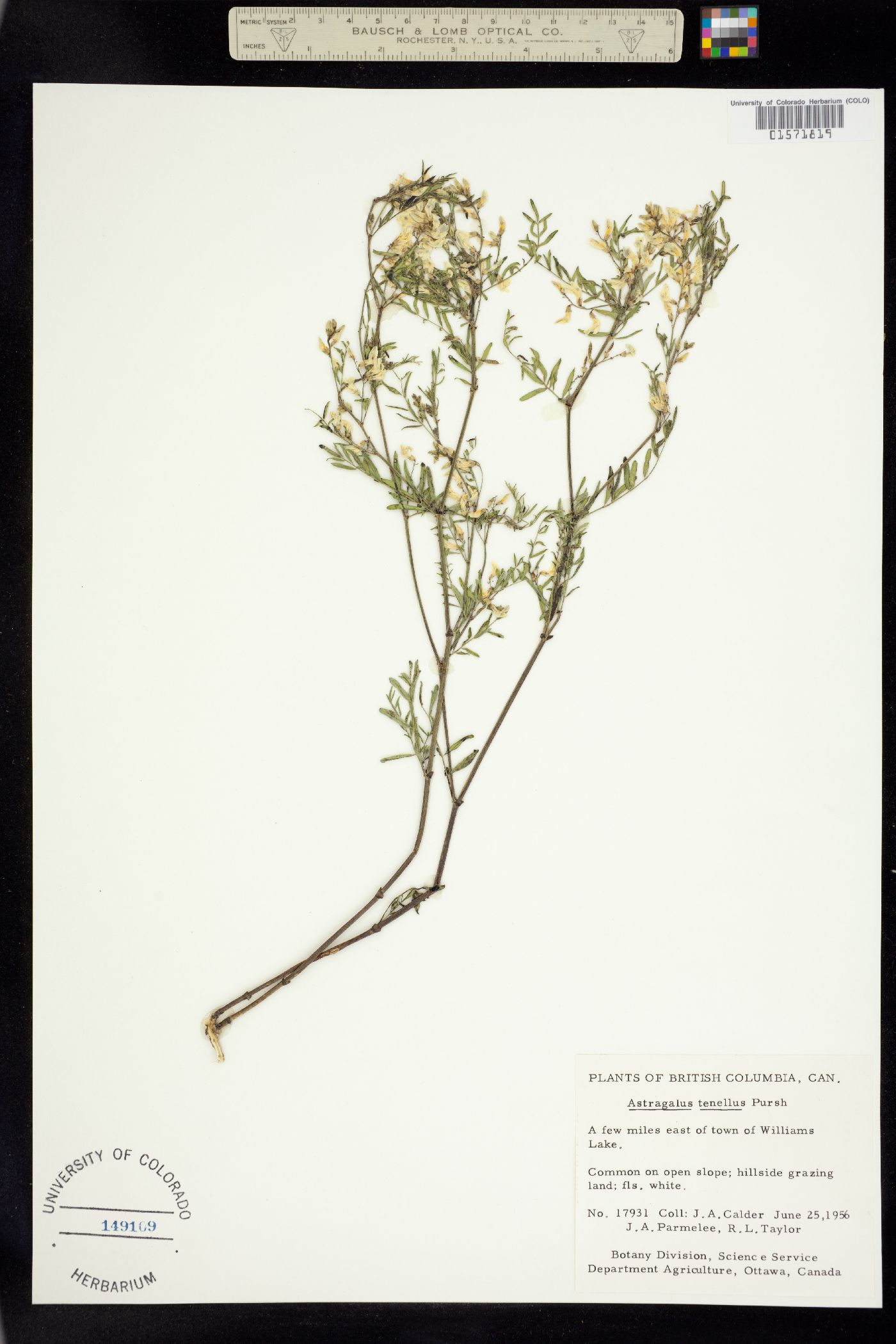 Astragalus multiflorus image