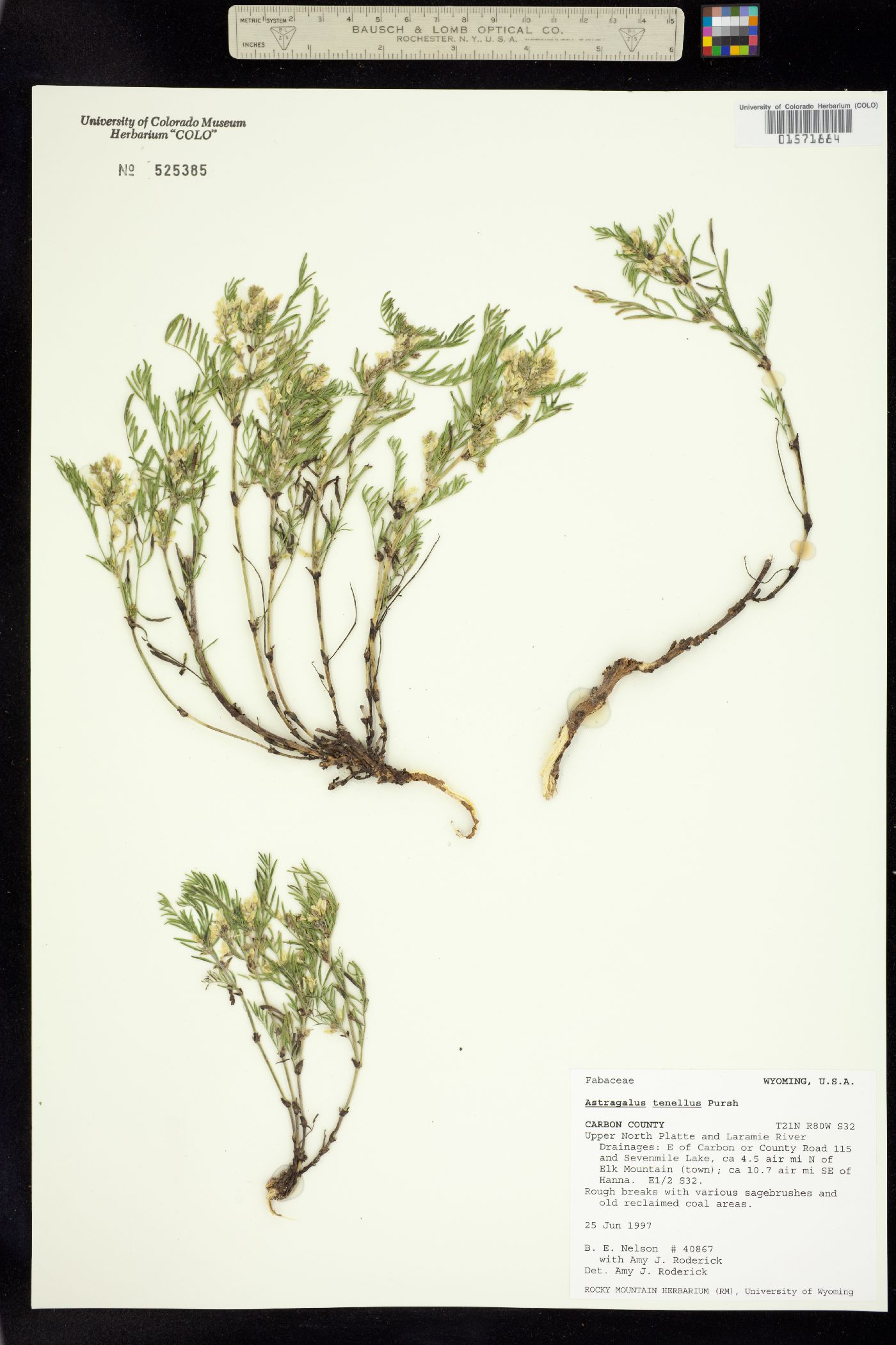 Astragalus multiflorus image