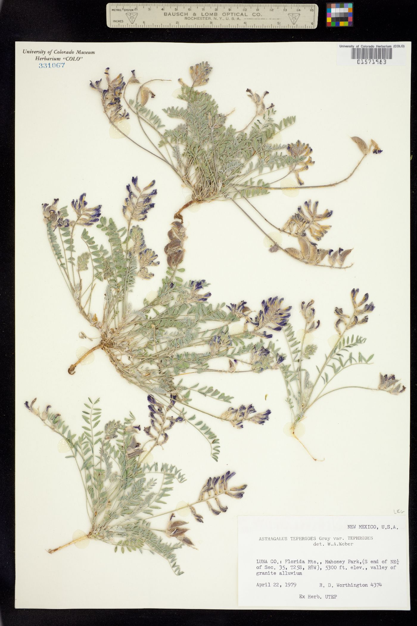 Astragalus tephrodes image
