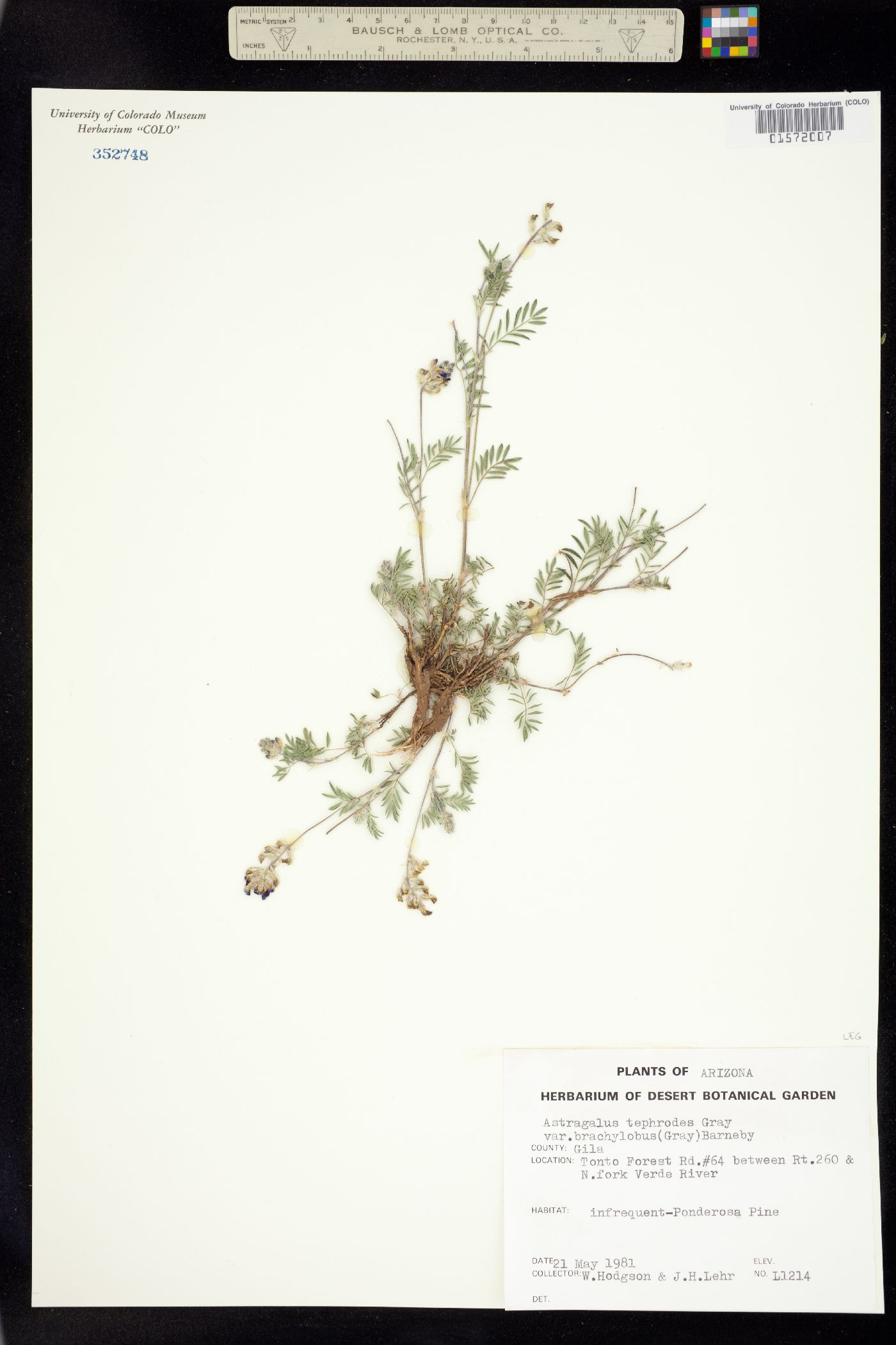 Astragalus tephrodes image