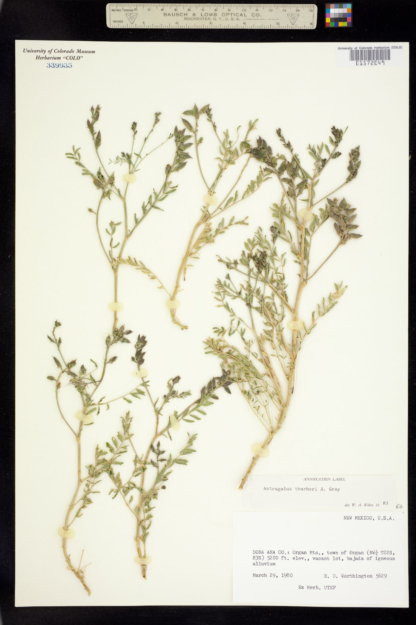 Astragalus thurberi image