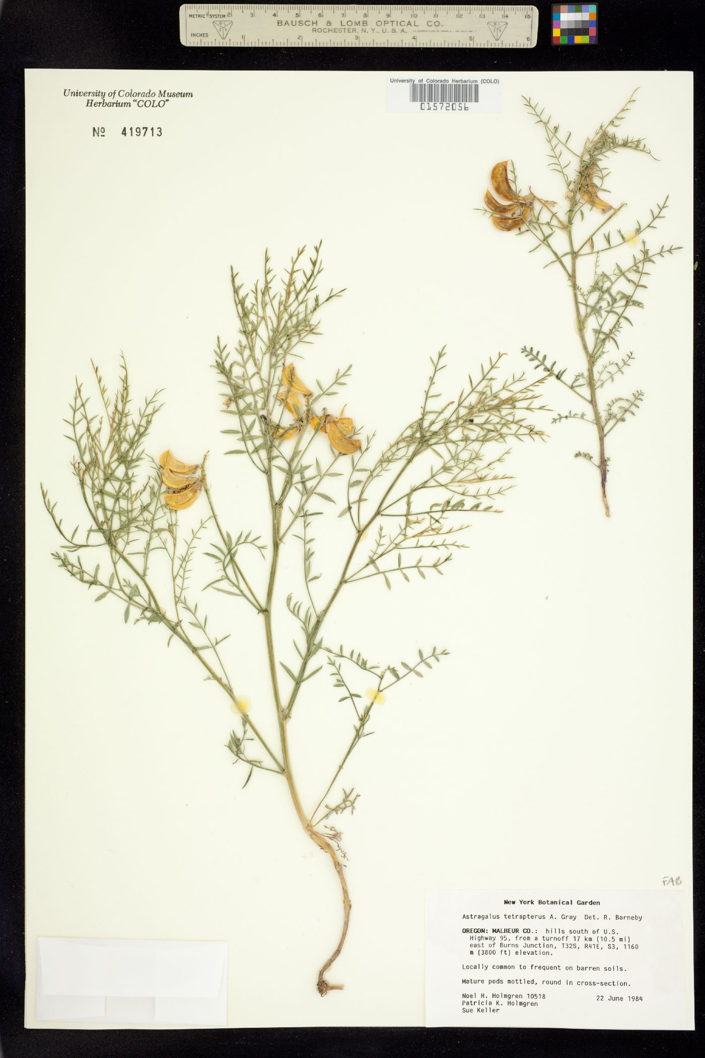 Astragalus tetrapterus image