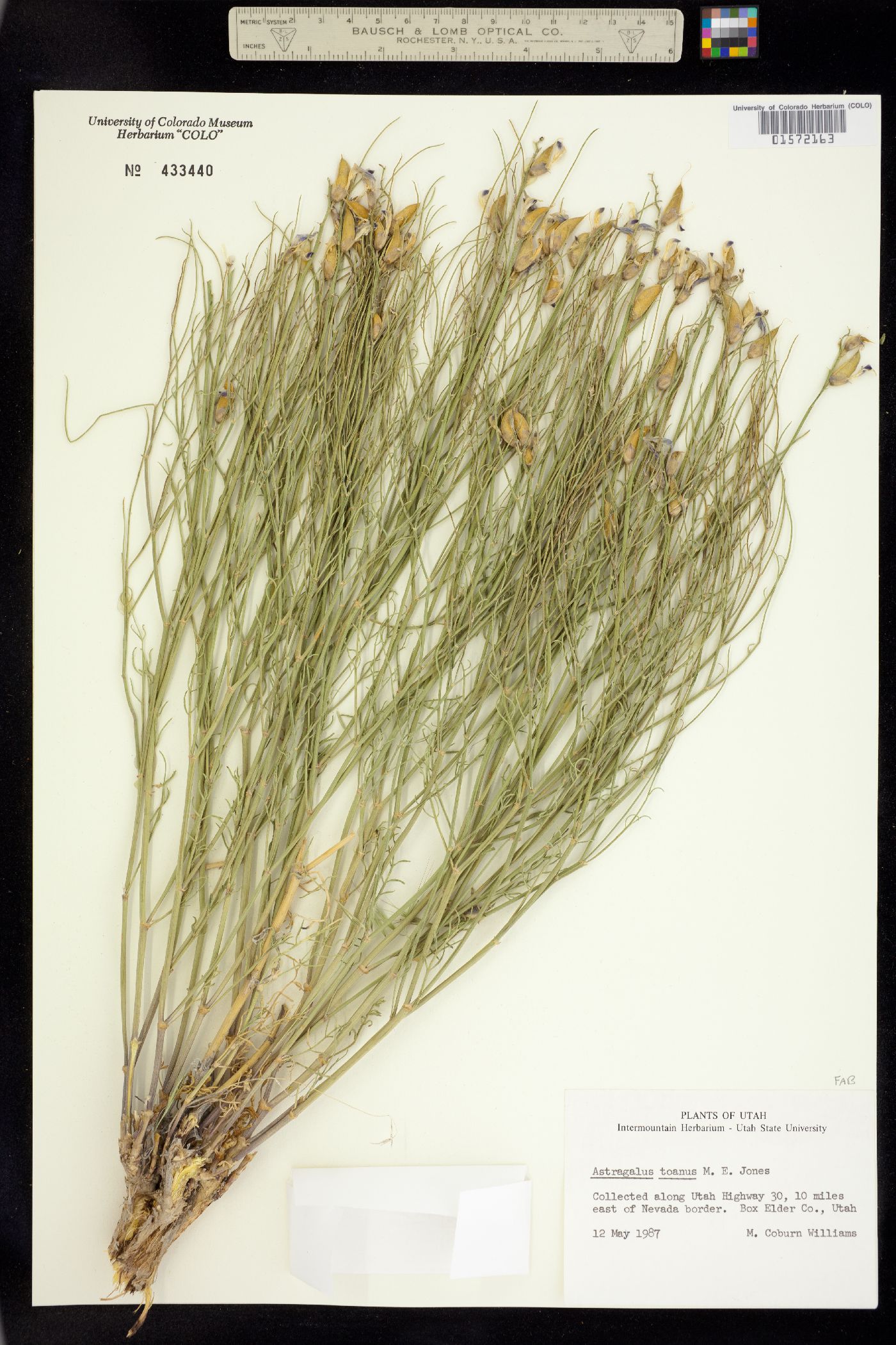 Astragalus toanus image