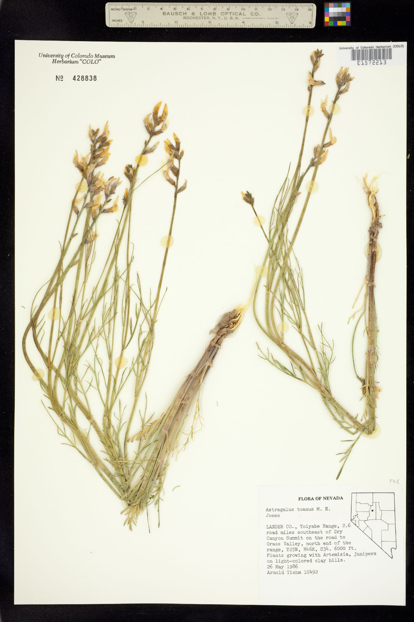 Astragalus toanus image