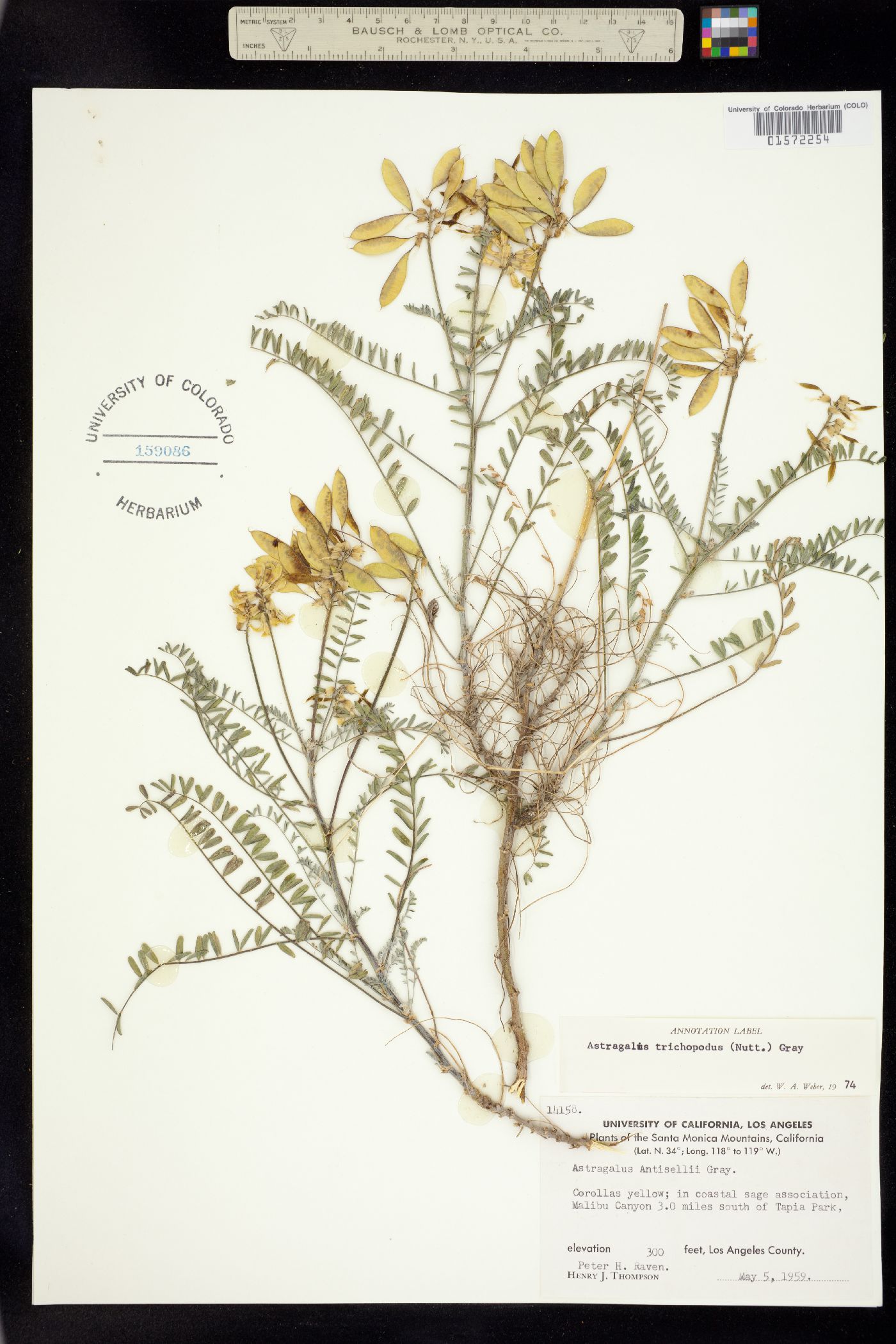 Astragalus trichopodus image