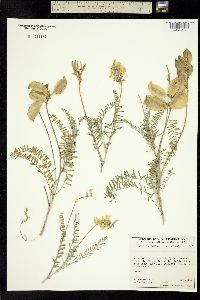 Astragalus trichopodus image