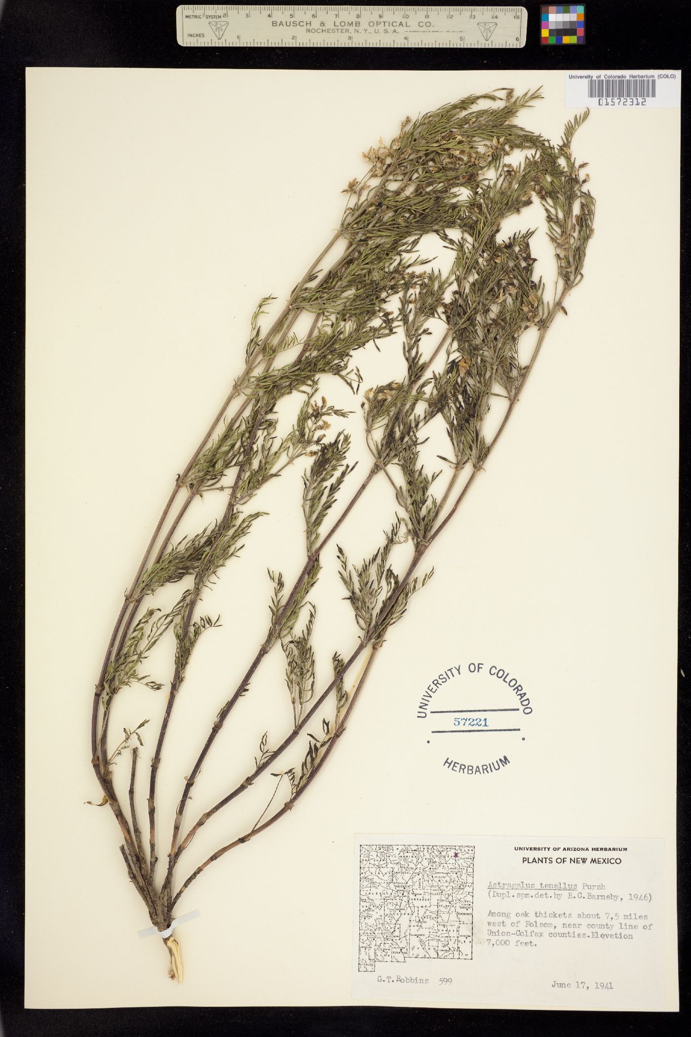 Astragalus multiflorus image
