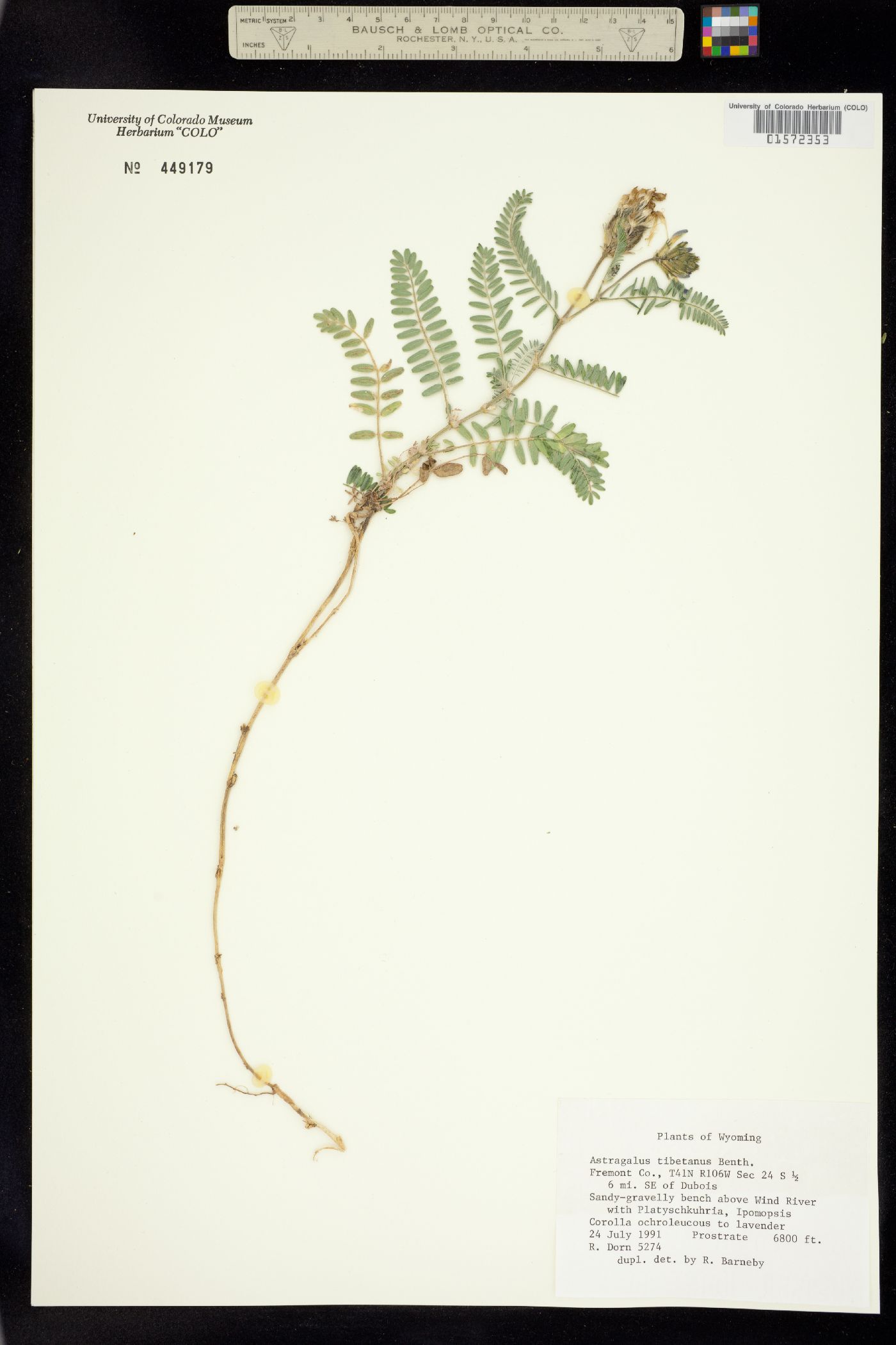 Astragalus tibetanus image