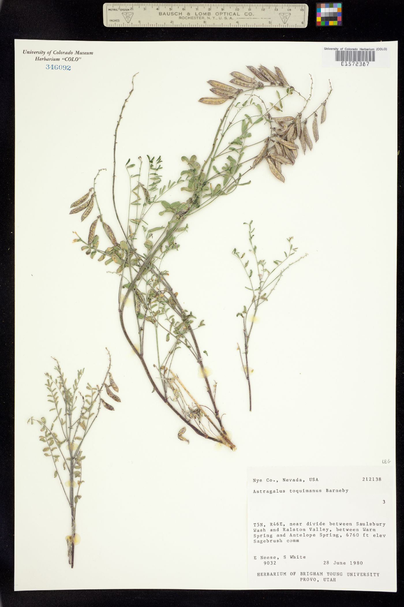 Astragalus toquimanus image