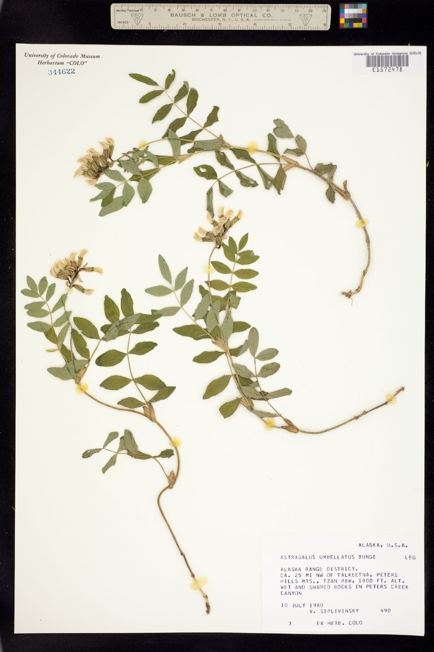 Astragalus umbellatus image
