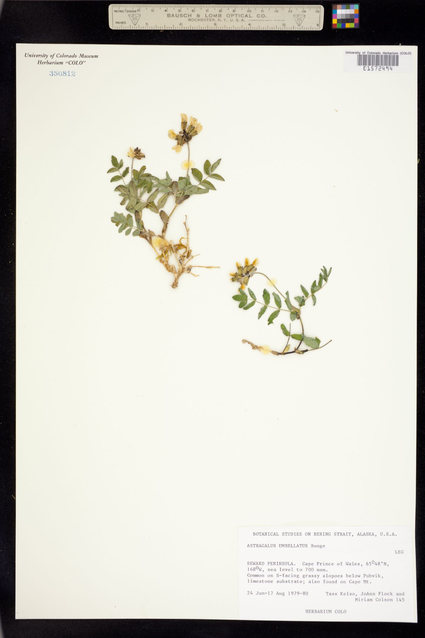 Astragalus umbellatus image