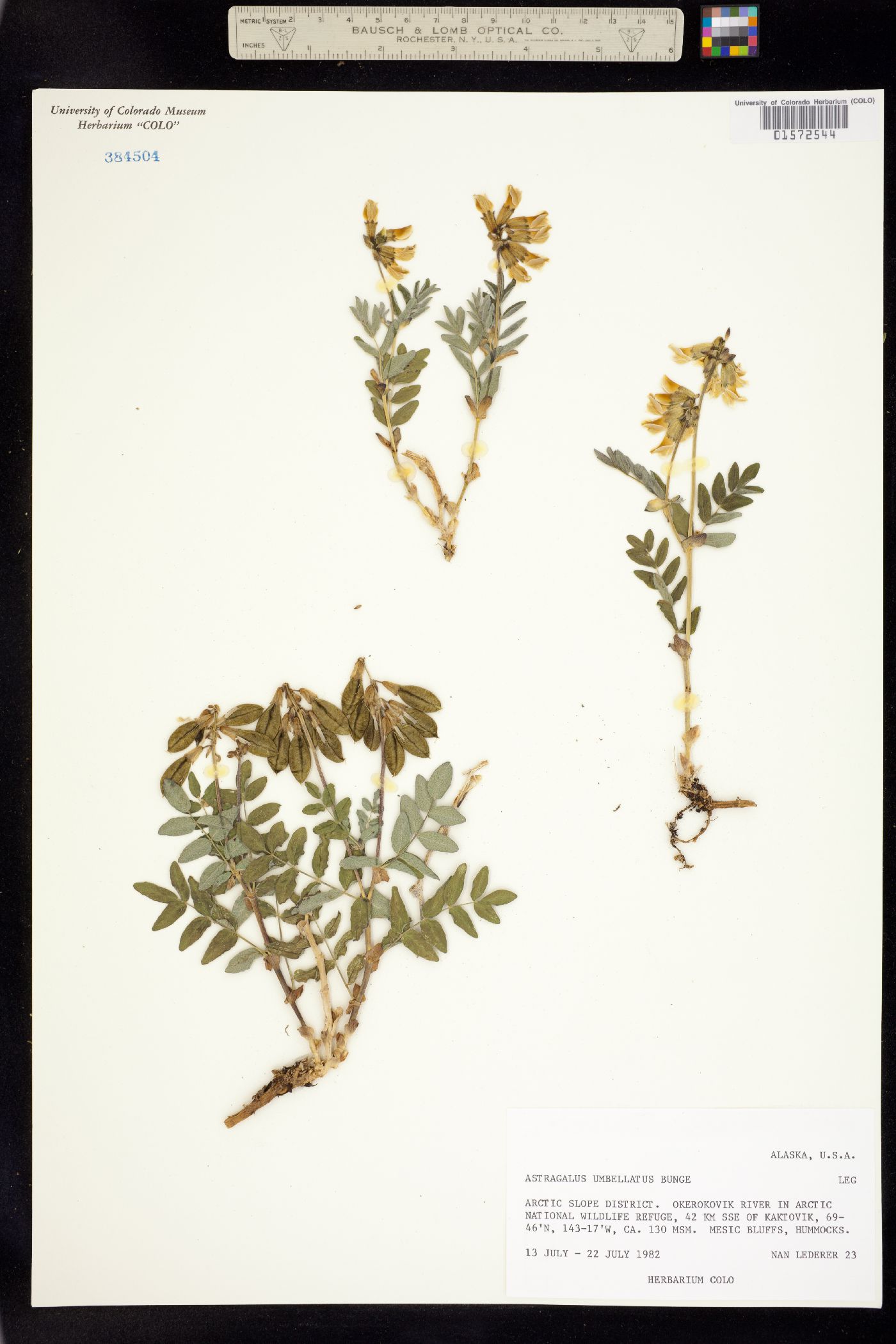 Astragalus umbellatus image