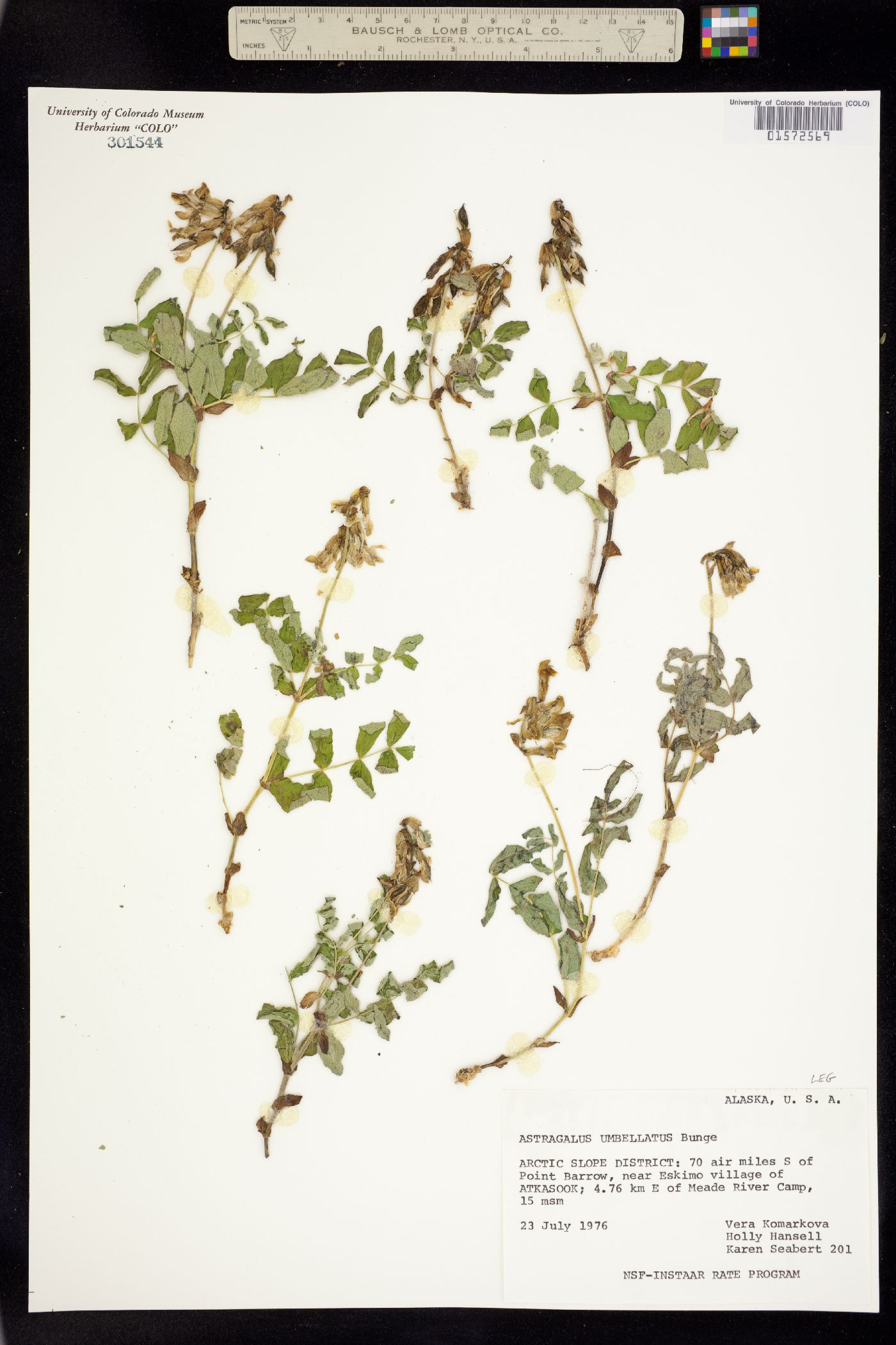 Astragalus umbellatus image