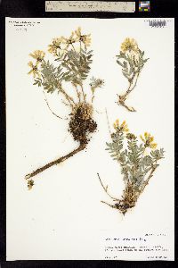 Astragalus umbellatus image