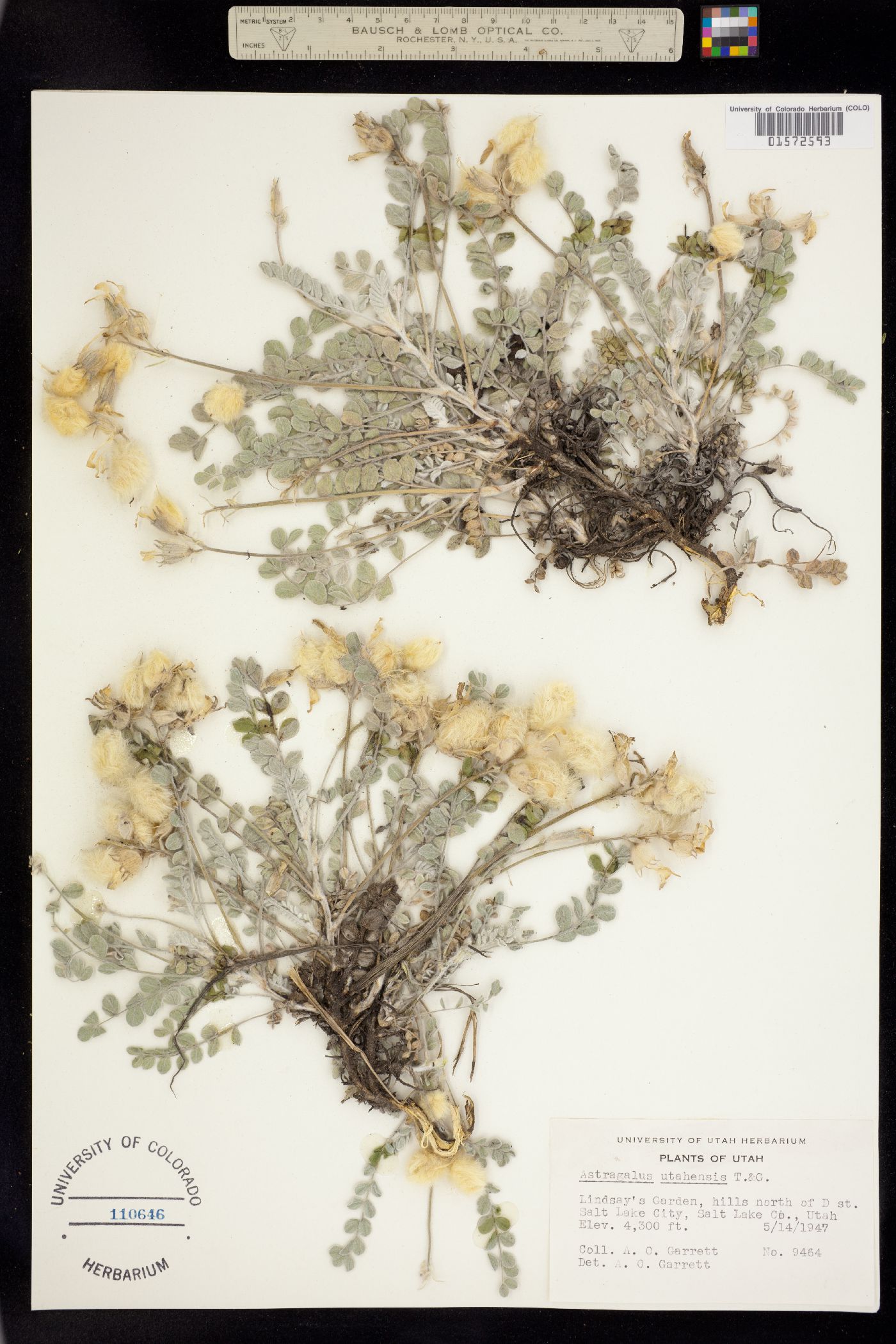 Astragalus utahensis image