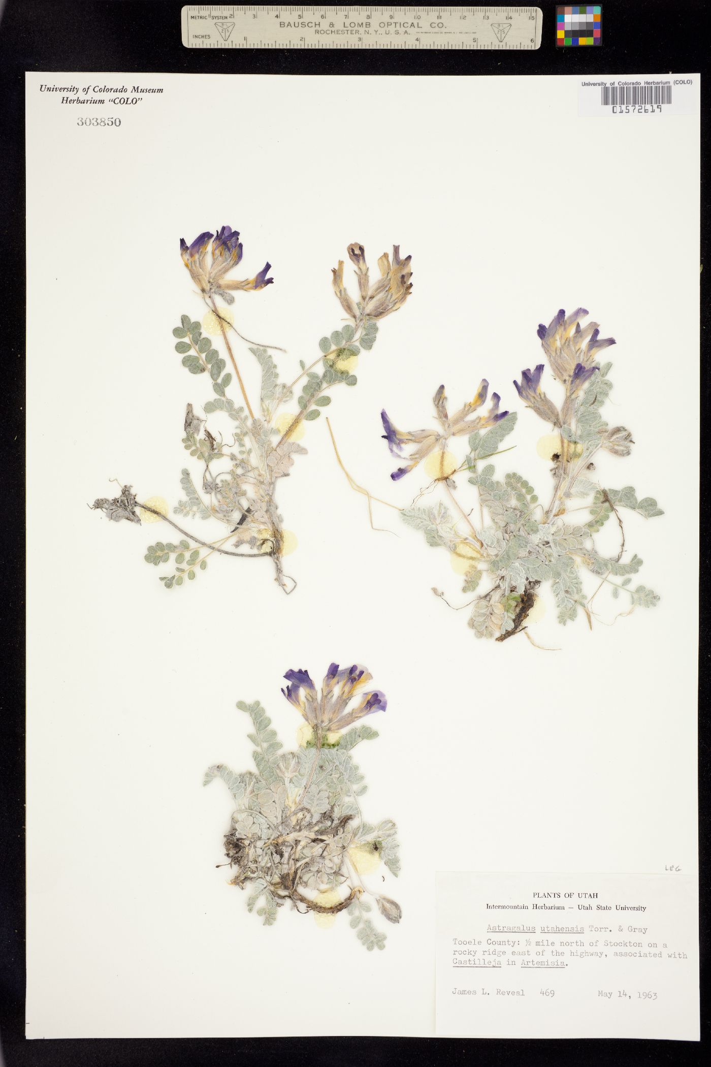 Astragalus utahensis image