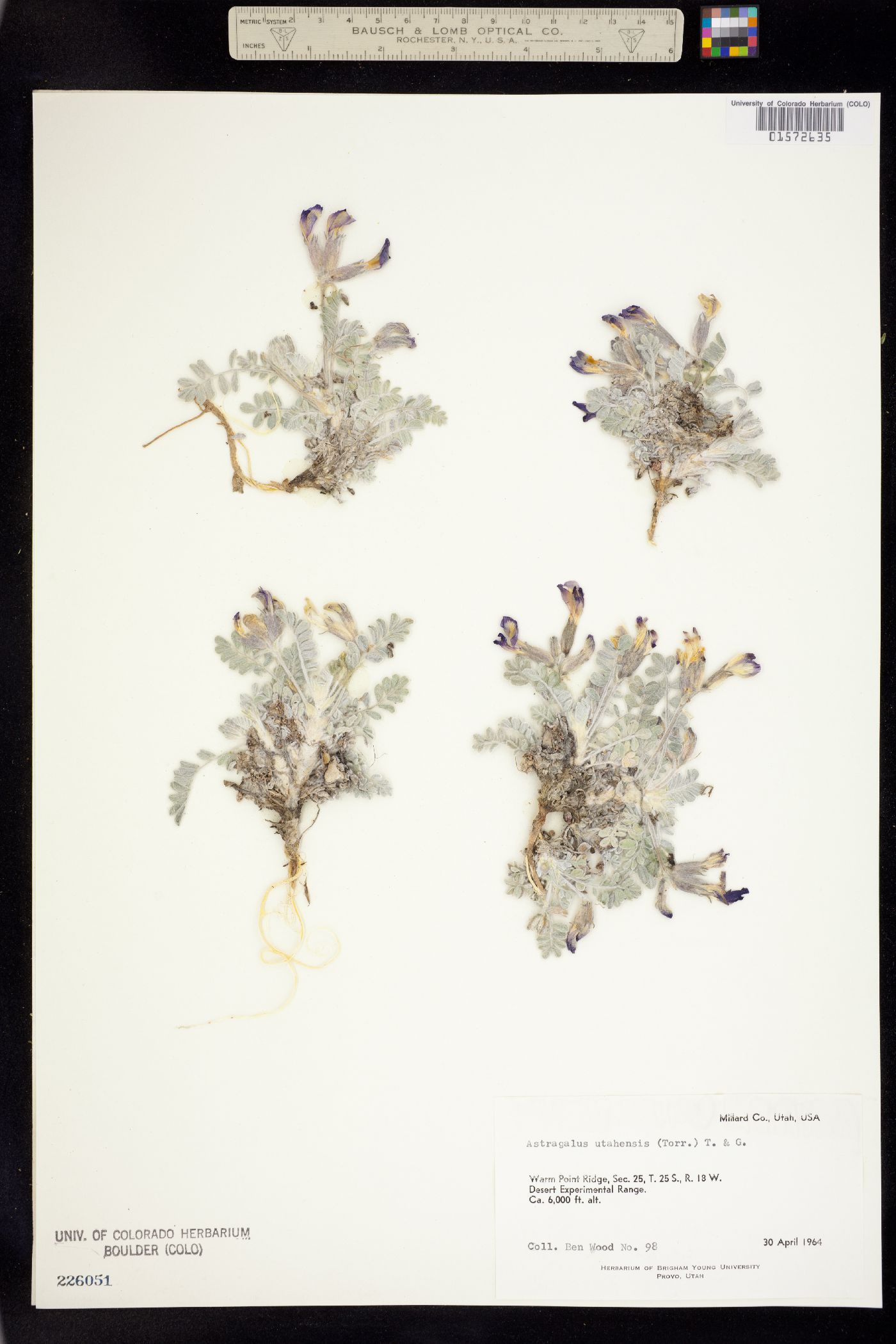Astragalus utahensis image