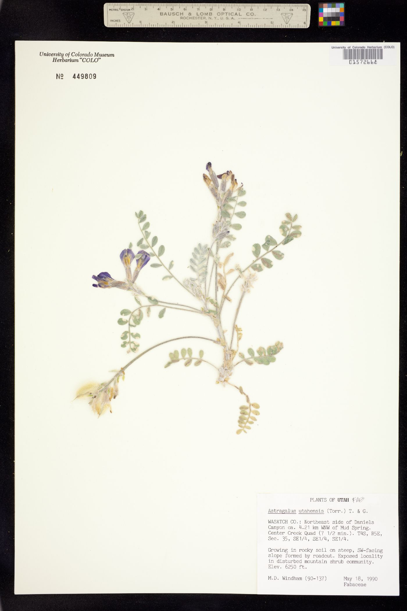 Astragalus utahensis image
