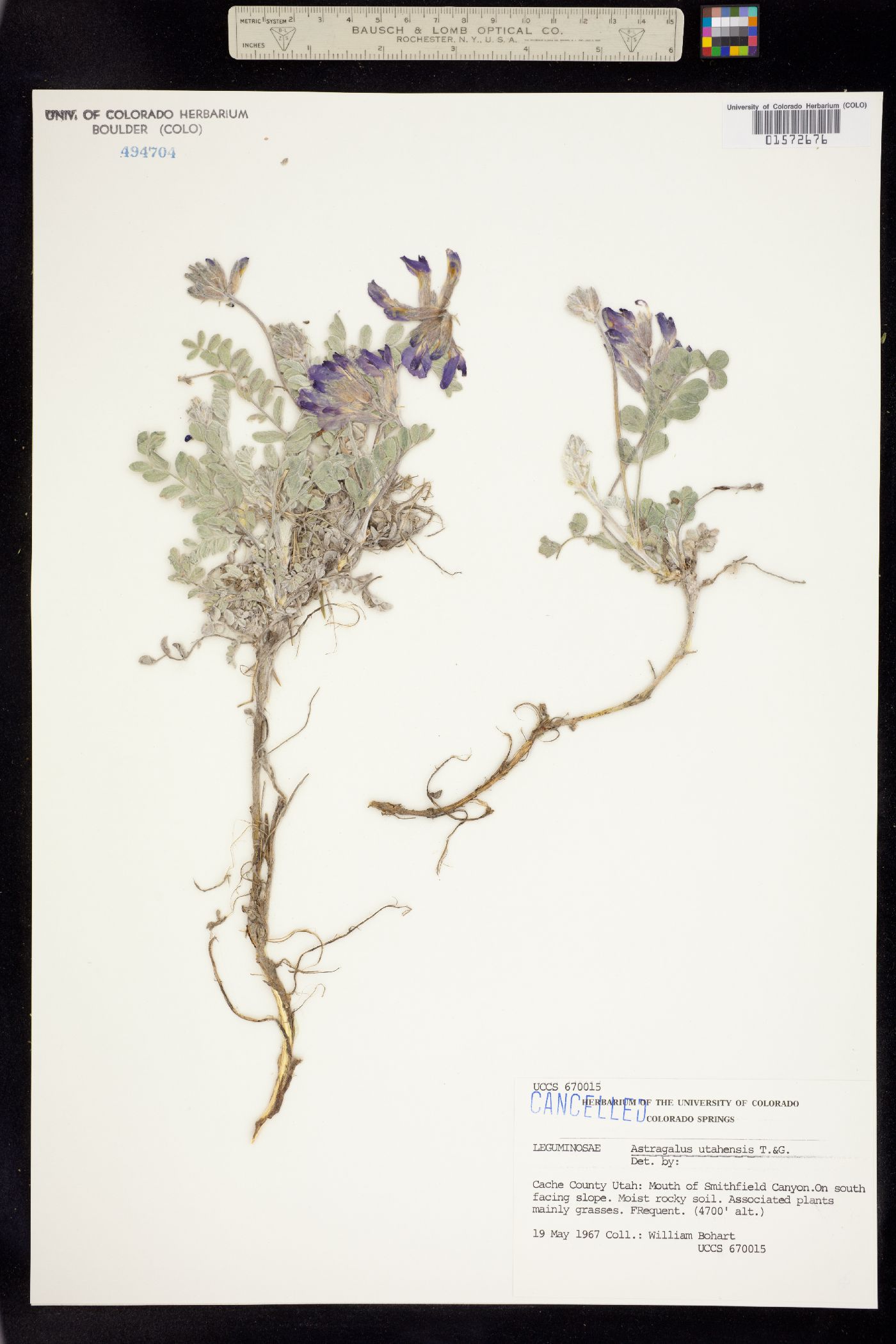 Astragalus utahensis image