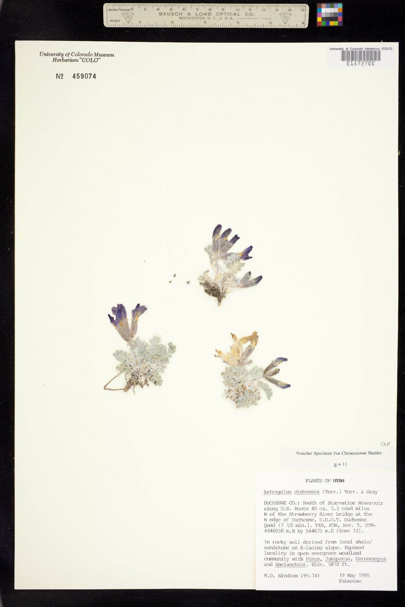 Astragalus utahensis image