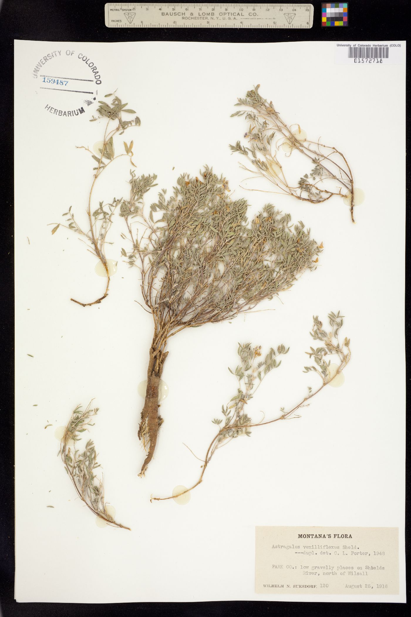 Astragalus vexilliflexus image