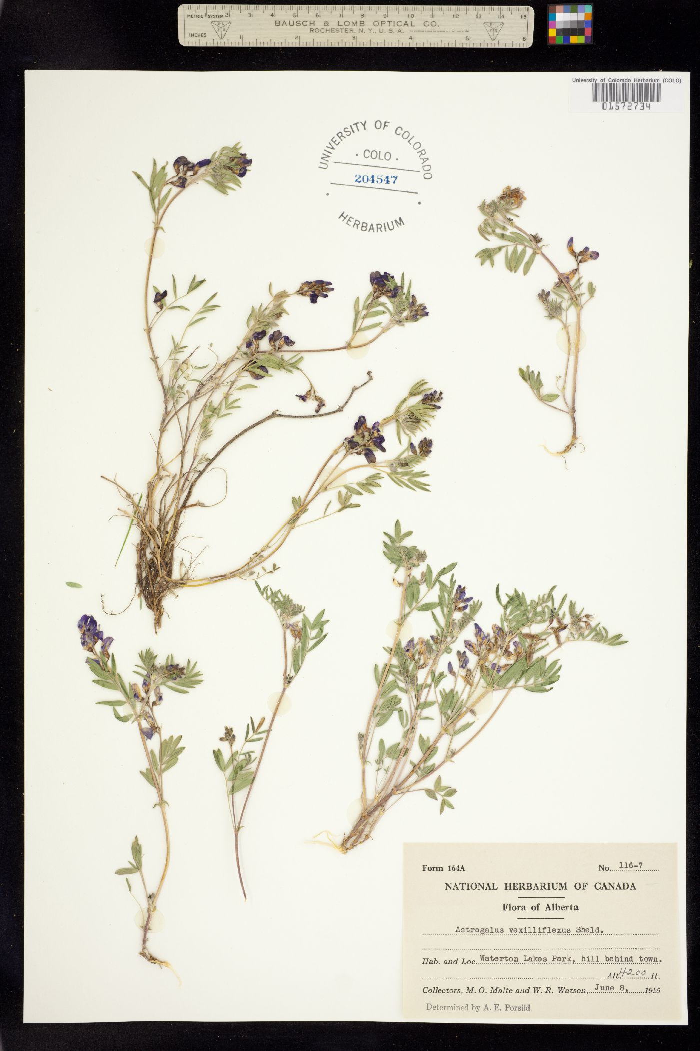 Astragalus vexilliflexus image