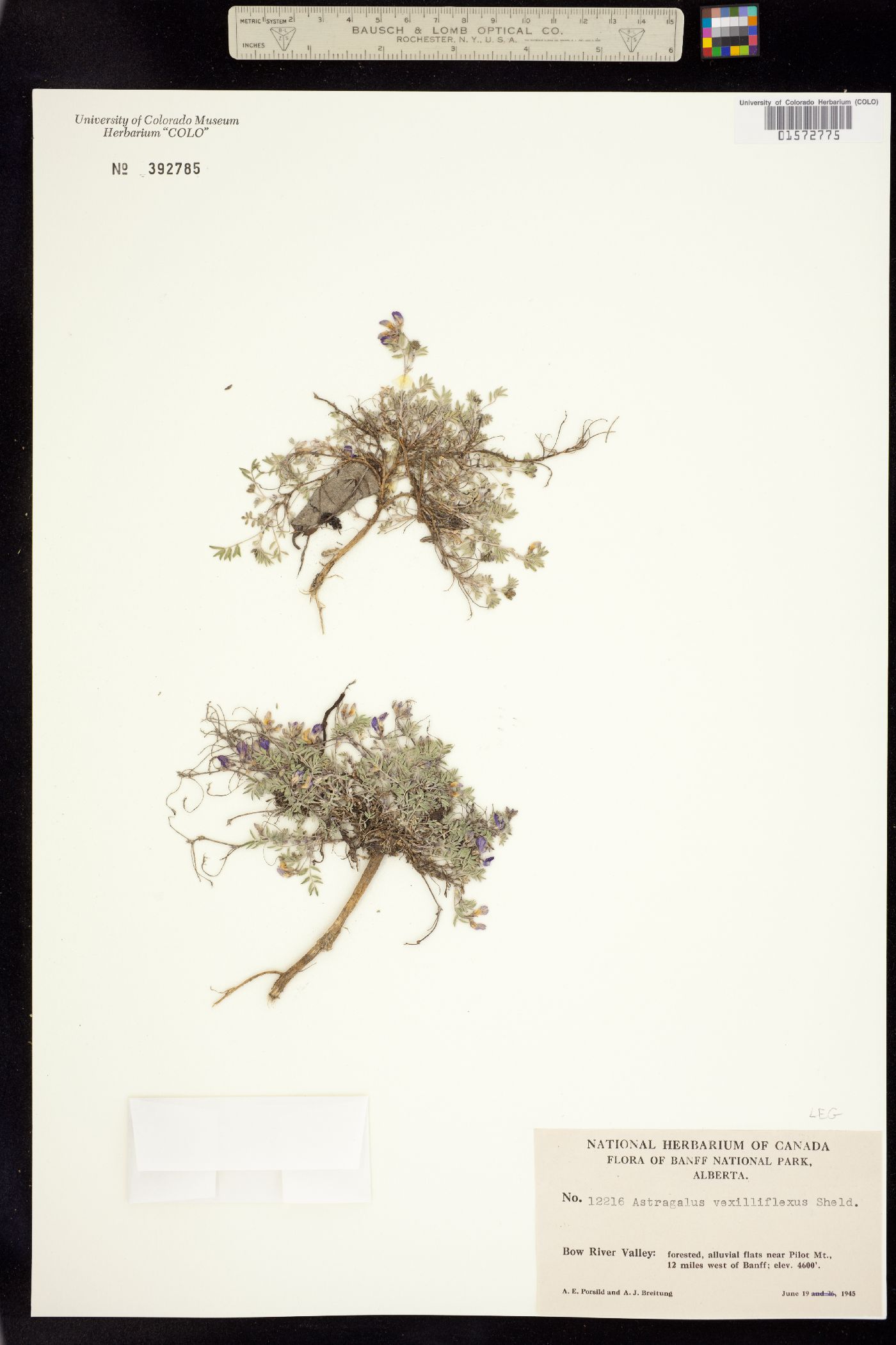 Astragalus vexilliflexus image