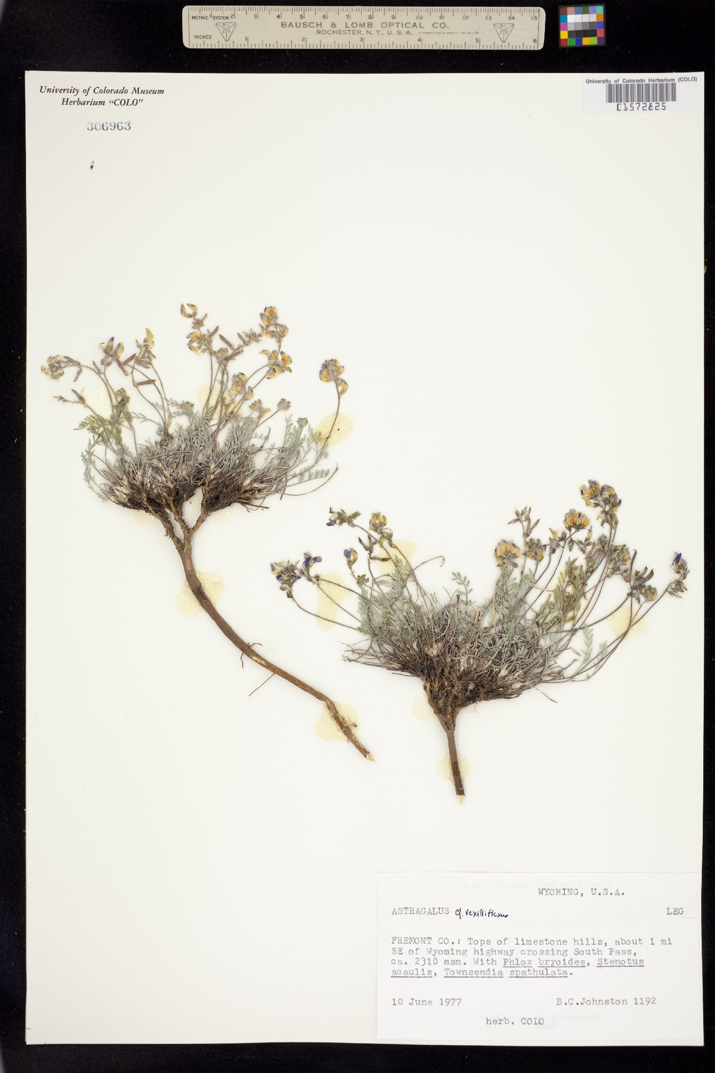 Astragalus vexilliflexus image