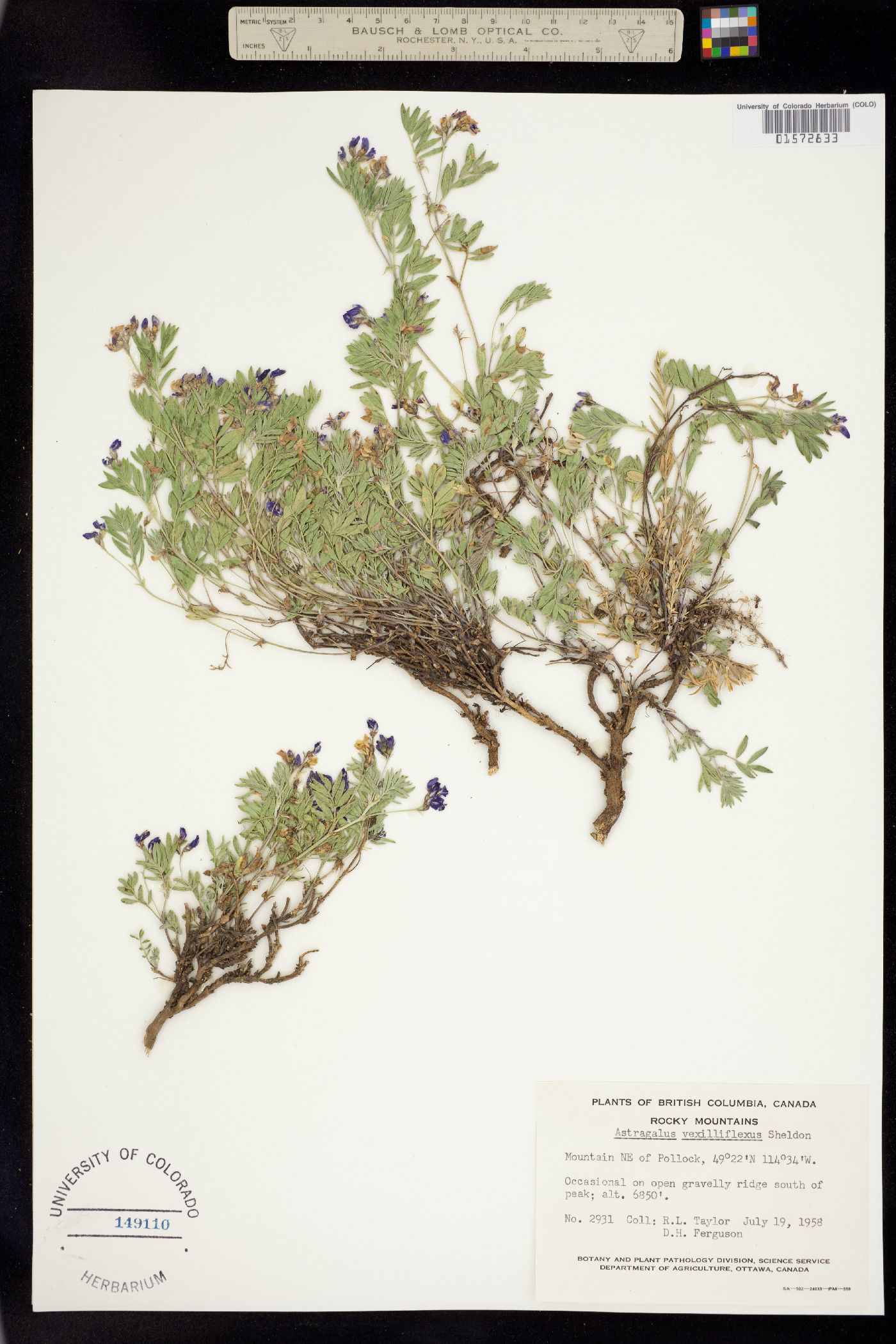 Astragalus vexilliflexus image